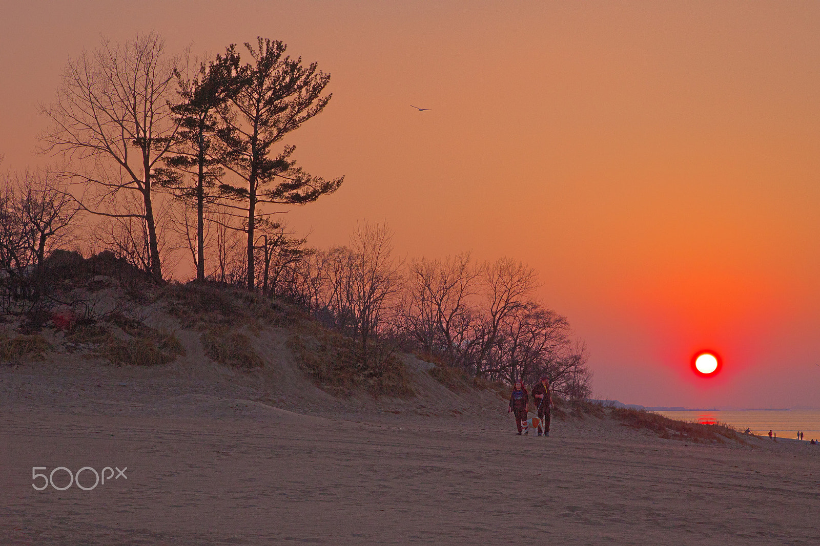 Canon EOS 5DS R sample photo. Walking the dog photography