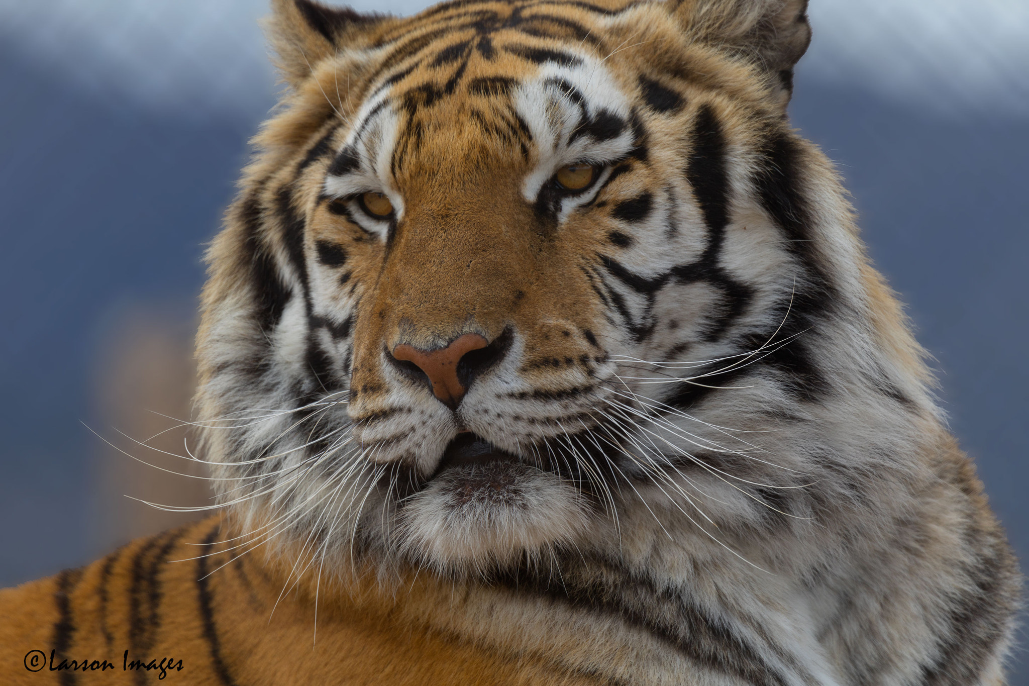 Tamron SP 150-600mm F5-6.3 Di VC USD sample photo