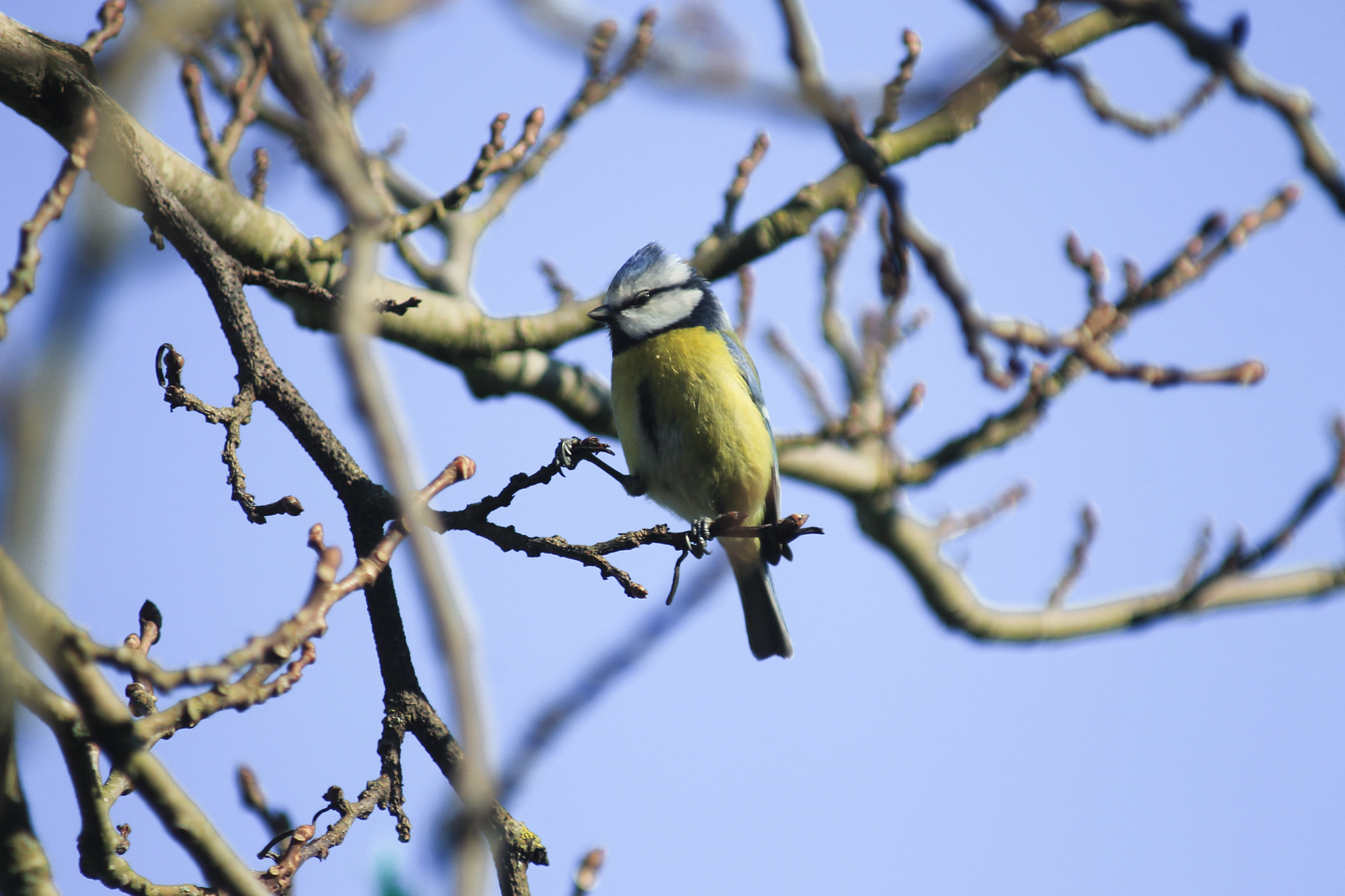 EF80-200mm f/4.5-5.6 sample photo. Mésange bleue photography