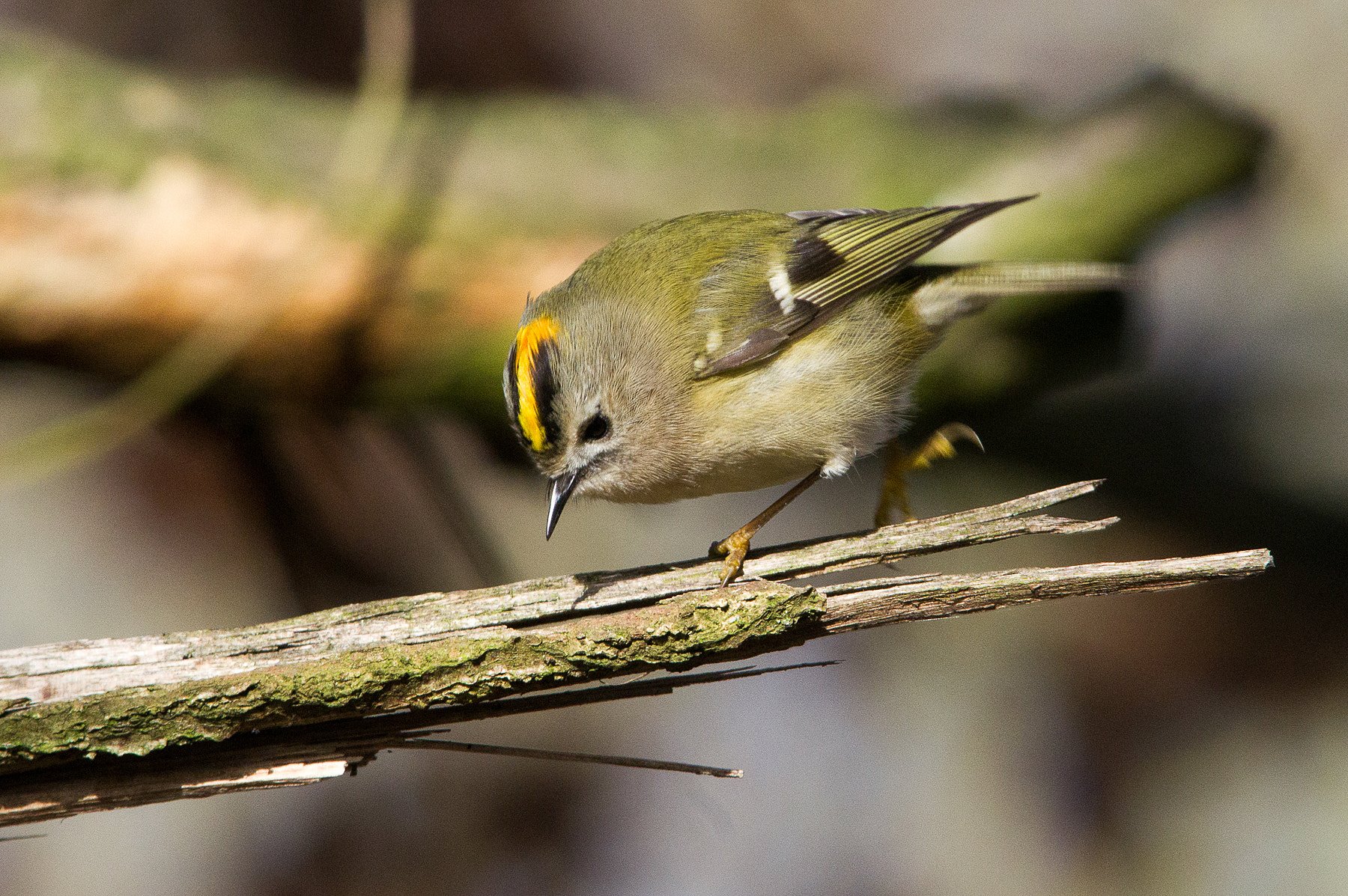 Pentax K-3 II + Sigma 150-500mm F5-6.3 DG OS HSM sample photo. Looking for a meal photography