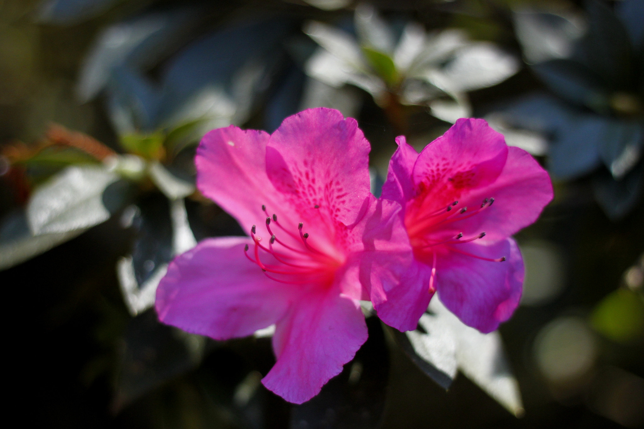 Canon EOS 500D (EOS Rebel T1i / EOS Kiss X3) sample photo. Focused photography