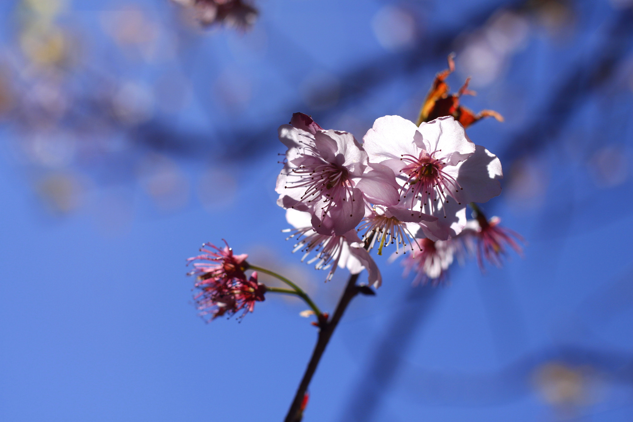 Canon EOS 500D (EOS Rebel T1i / EOS Kiss X3) sample photo. Focused photography