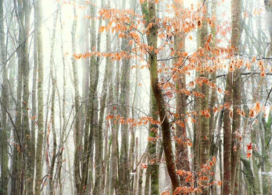 Nikon D700 sample photo. Captif photography