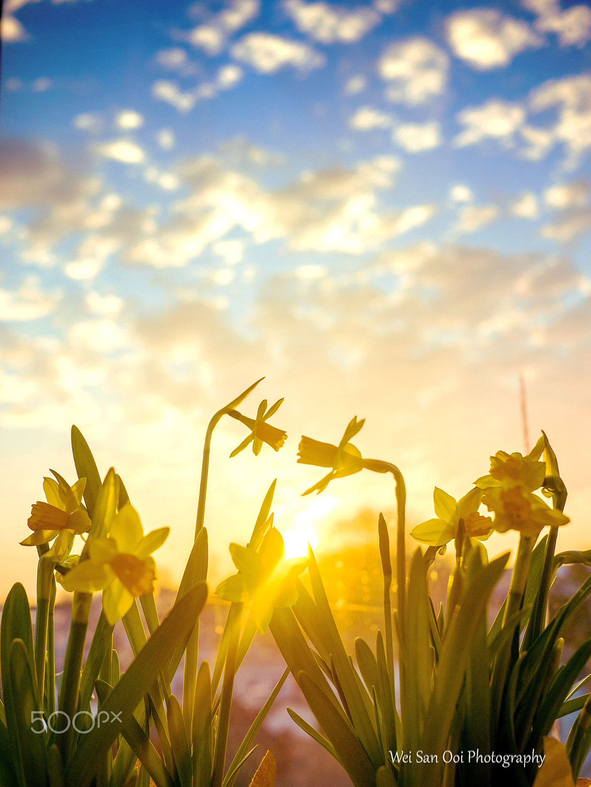 Panasonic Lumix G 20mm F1.7 ASPH sample photo. Daffodils 62 photography