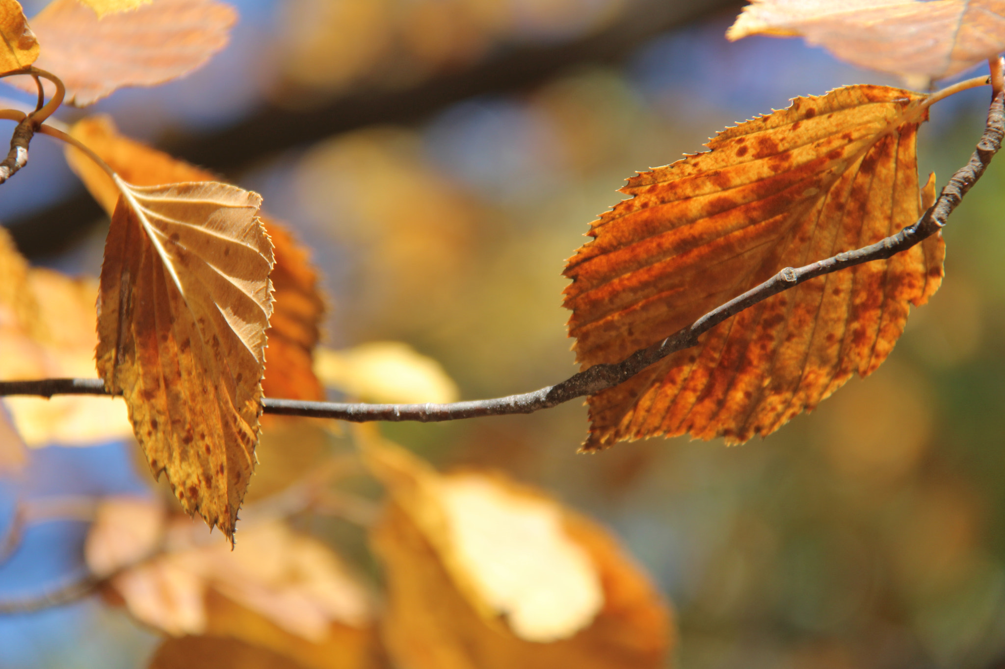Canon EF-S 18-200mm F3.5-5.6 IS sample photo. 가을`````` photography