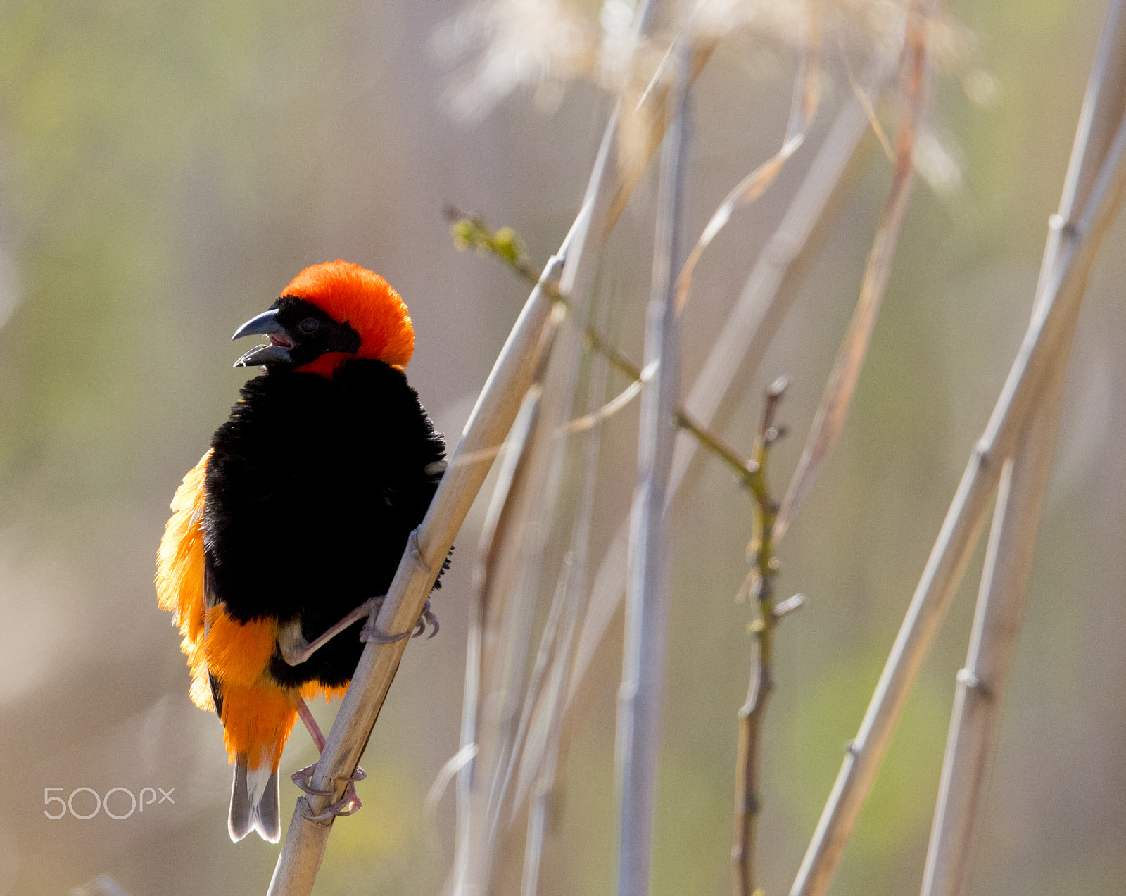 Canon EOS 7D Mark II + Canon EF 400mm F2.8L IS USM sample photo. Red bishop chemmering photography