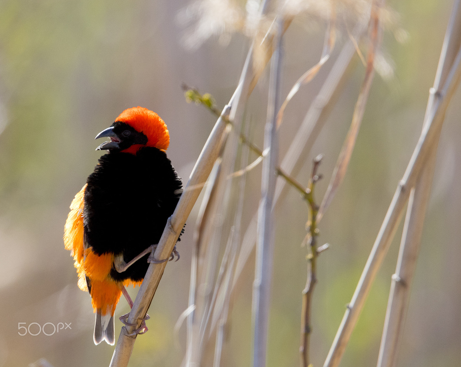 Canon EF 400mm F2.8L IS USM sample photo. Red bishop chemmering photography