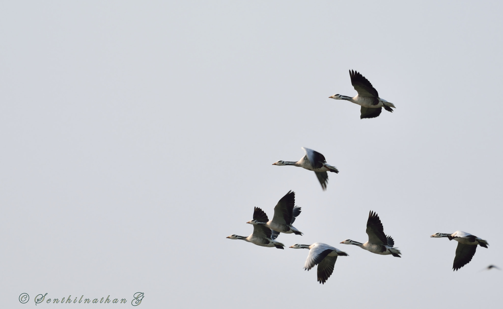Nikon AF-S Nikkor 200-500mm F5.6E ED VR sample photo. Bar headed goose photography