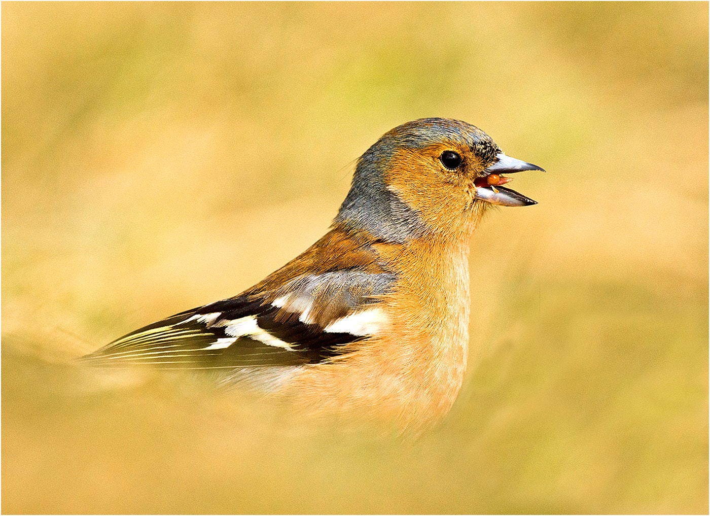 Sony SLT-A77 + Sony 70-400mm F4-5.6 G SSM sample photo. Male chaffinch feeding photography