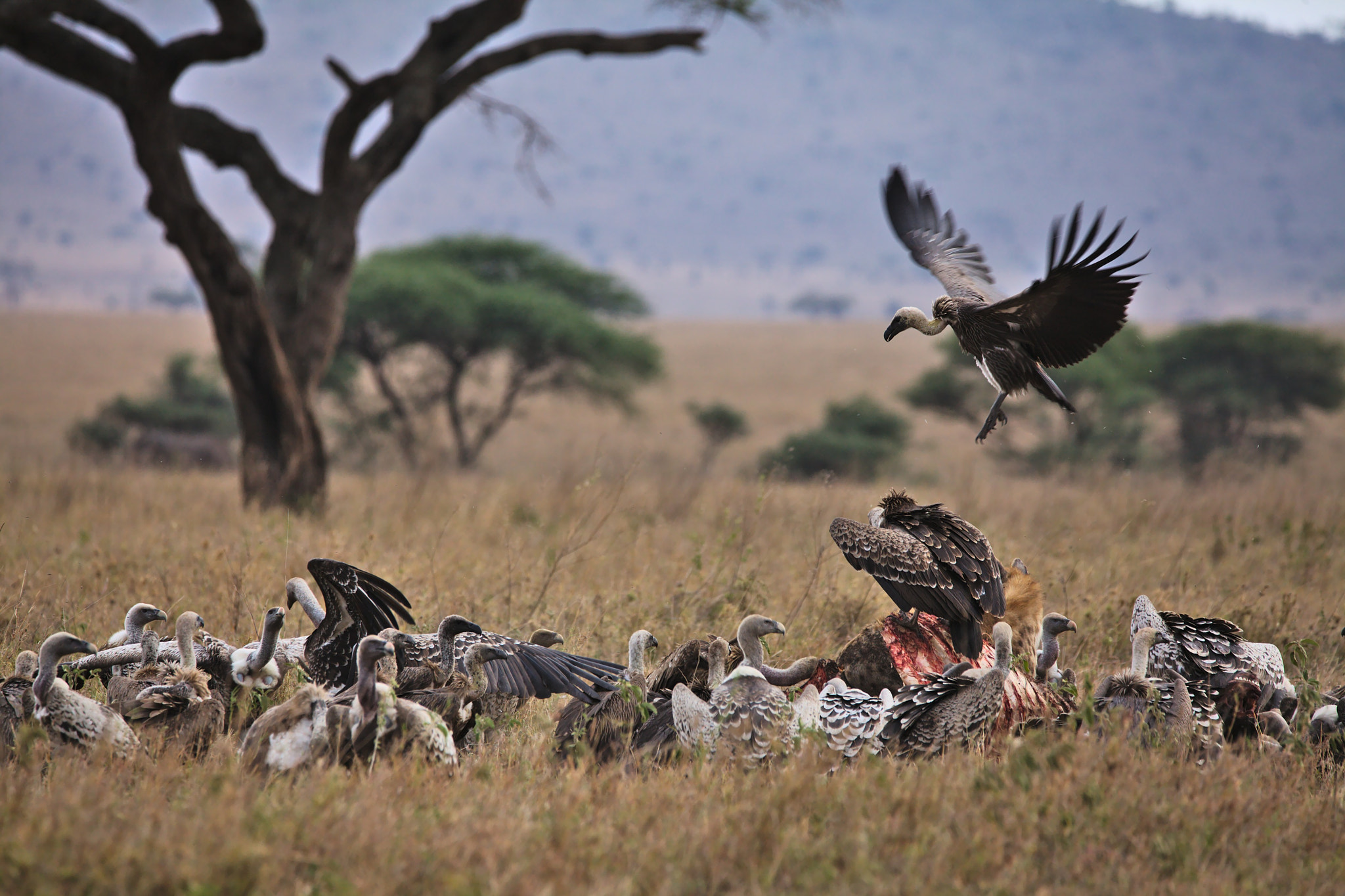 Canon EOS 5D Mark II + Sigma 150-600mm F5-6.3 DG OS HSM | C sample photo. Vulture's supper photography