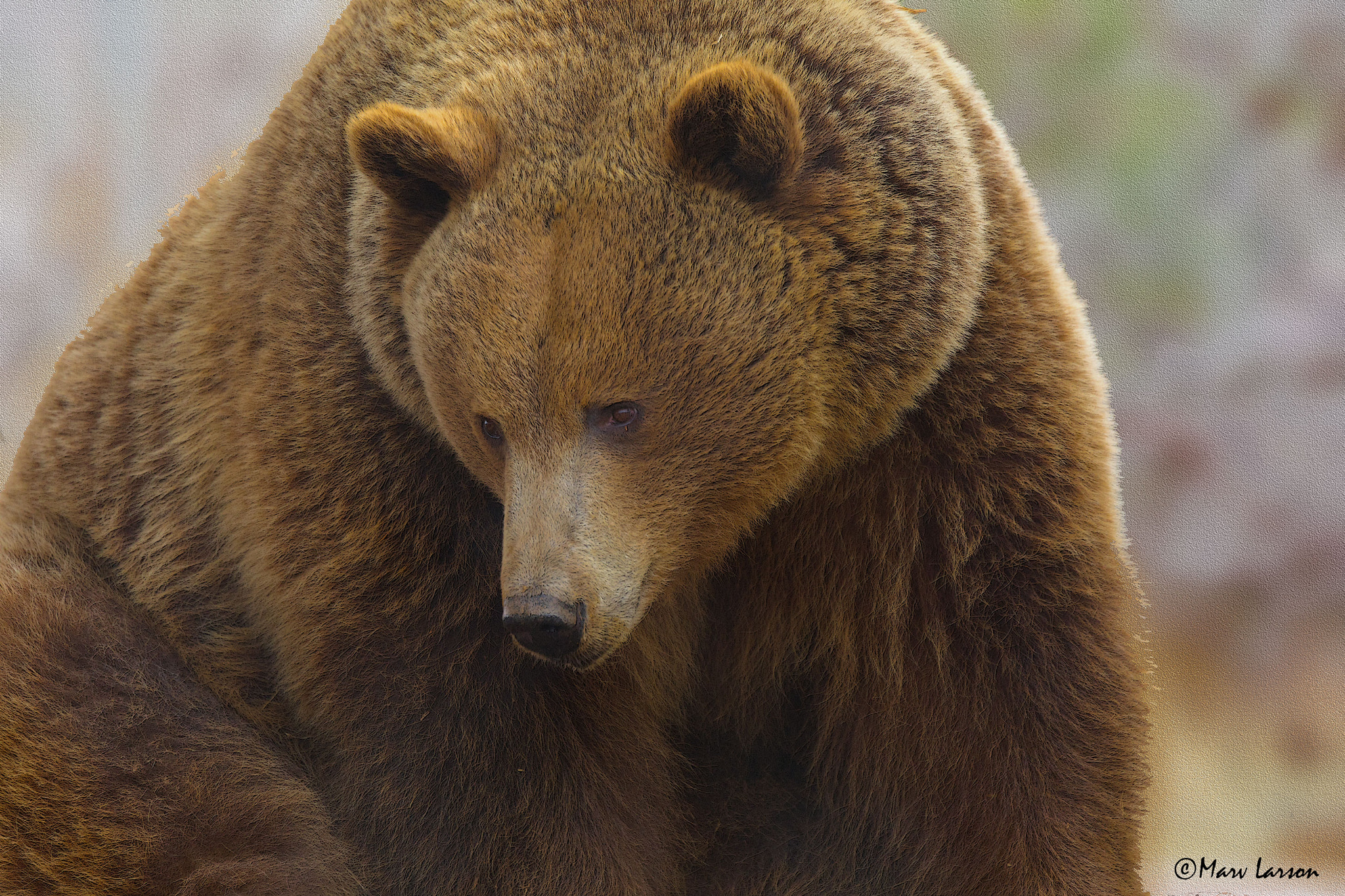 Tamron SP 150-600mm F5-6.3 Di VC USD sample photo. Grizzly photography