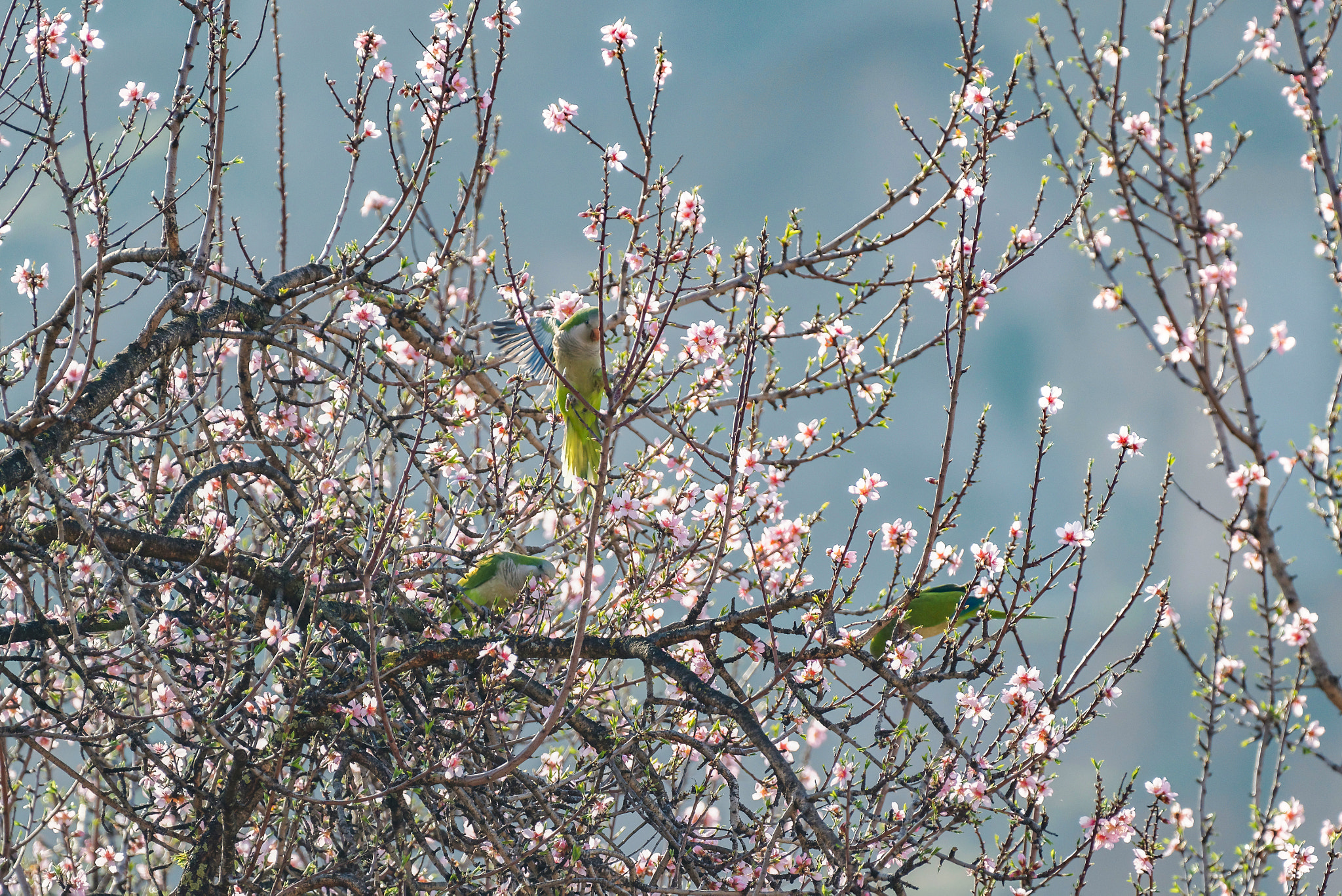 Nikon AF-S Nikkor 200-500mm F5.6E ED VR sample photo. The parakeets photography