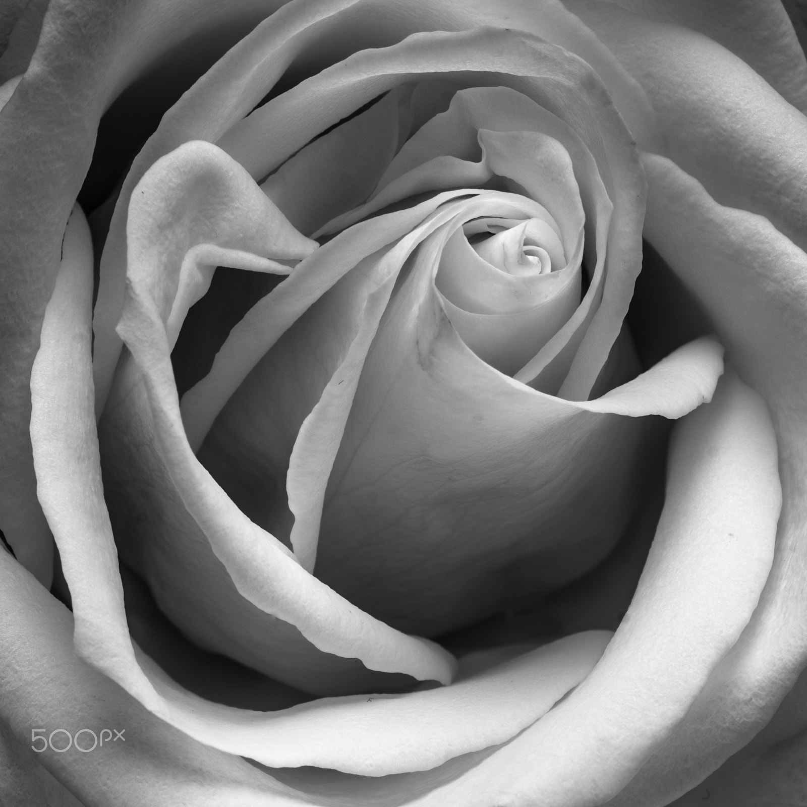 Sony a7R + Sony FE 90mm F2.8 Macro G OSS sample photo. B&w rose photography