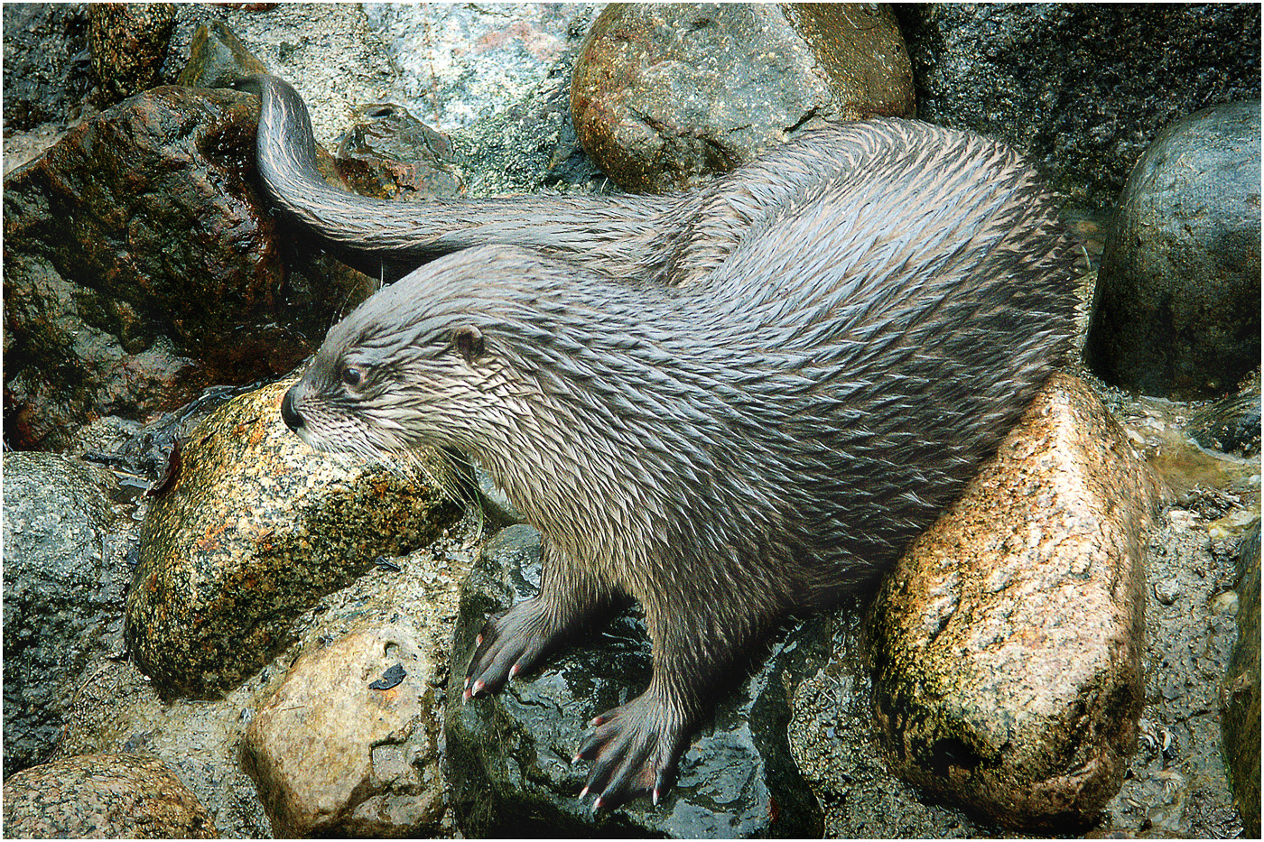 KONICA MINOLTA DiMAGE 7Hi sample photo. Otter photography
