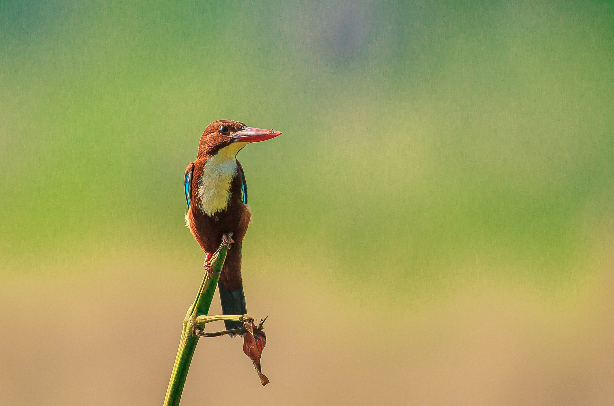 Canon EF 500mm F4L IS II USM sample photo. White-throated kingfisher on the lookout photography