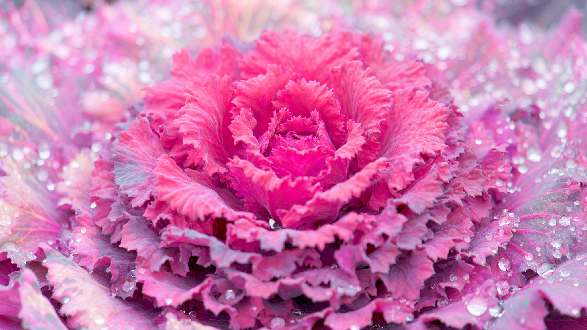 Sony FE 70-300mm F4.5-5.6 G OSS sample photo. A violet kale wearing raindrops photography