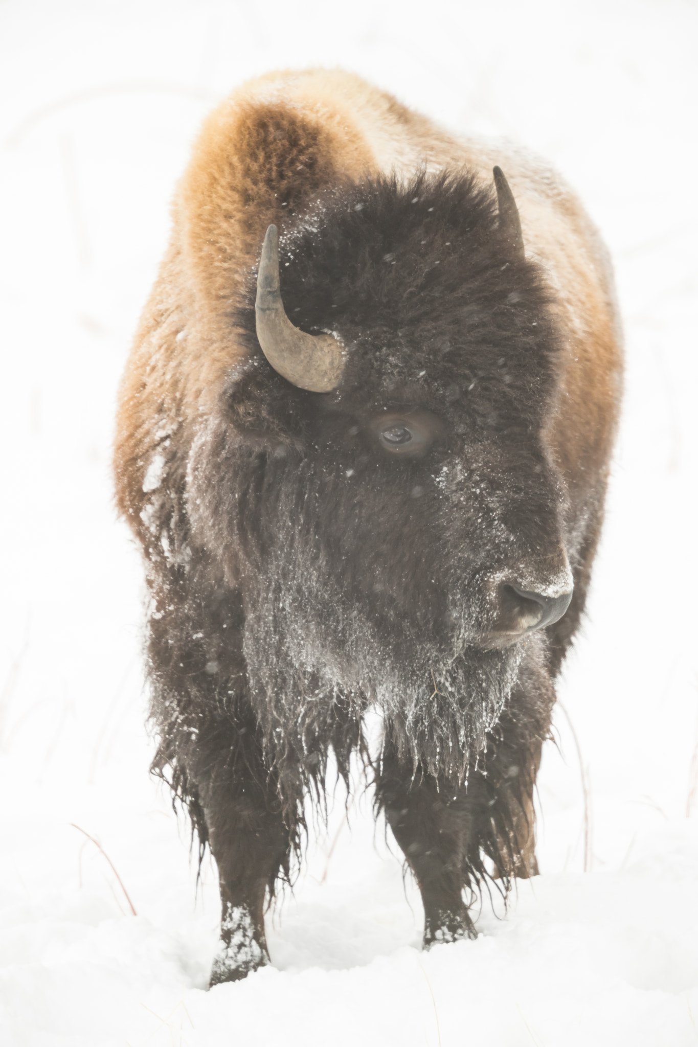 Canon EF 500mm F4L IS II USM sample photo. Out of the mist photography