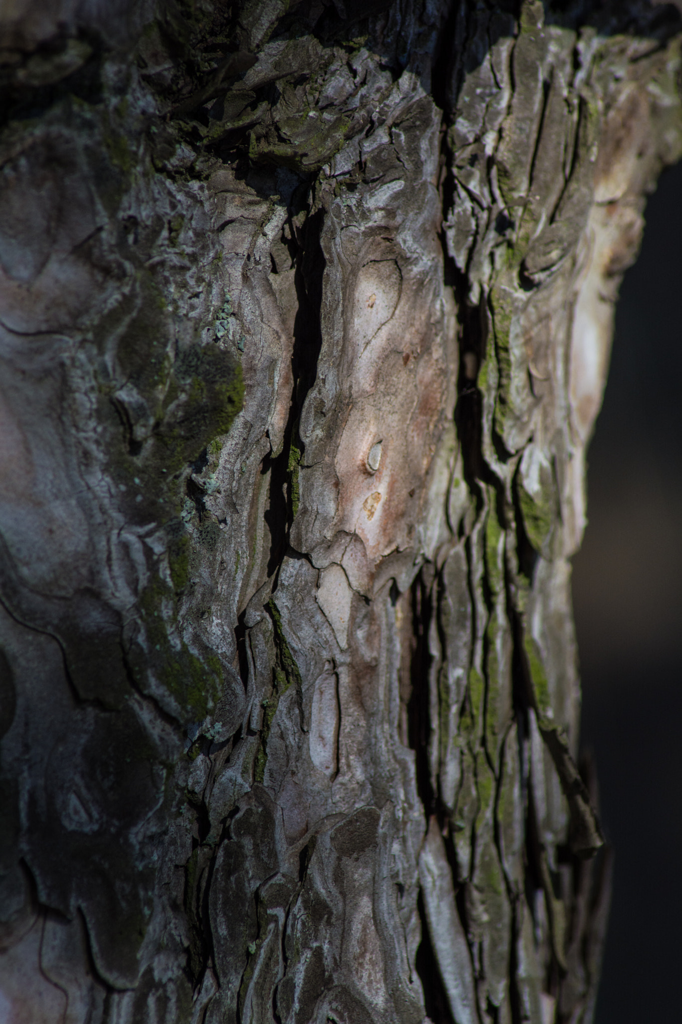 Nikon D5200 sample photo. Pine bark photography