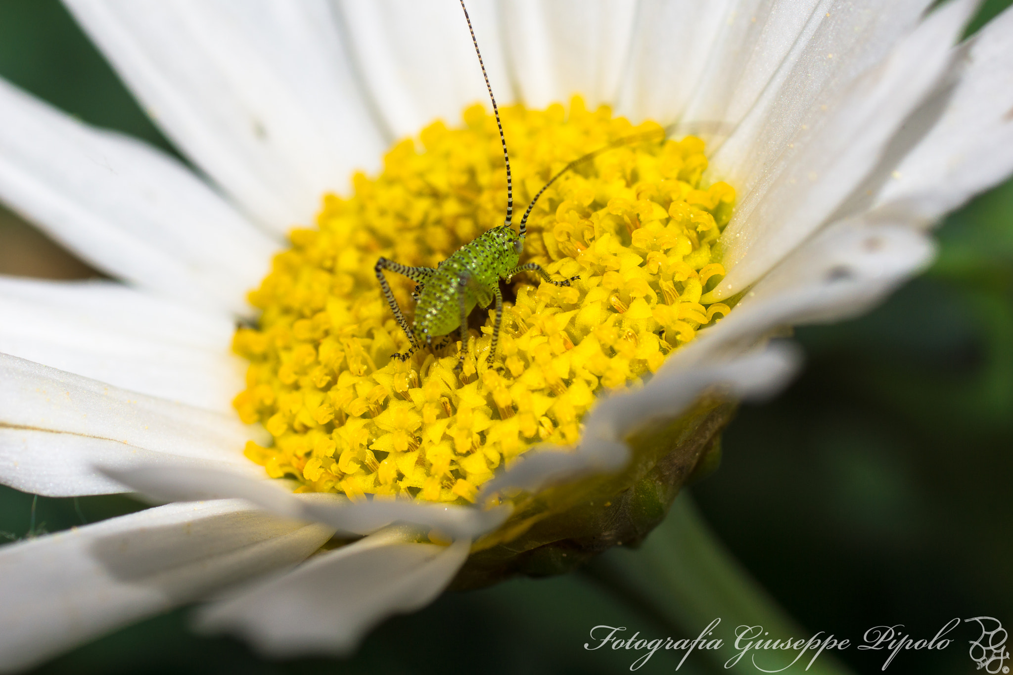 Sony SLT-A77 + Tamron SP AF 90mm F2.8 Di Macro sample photo. Leptophyes punctatissima photography