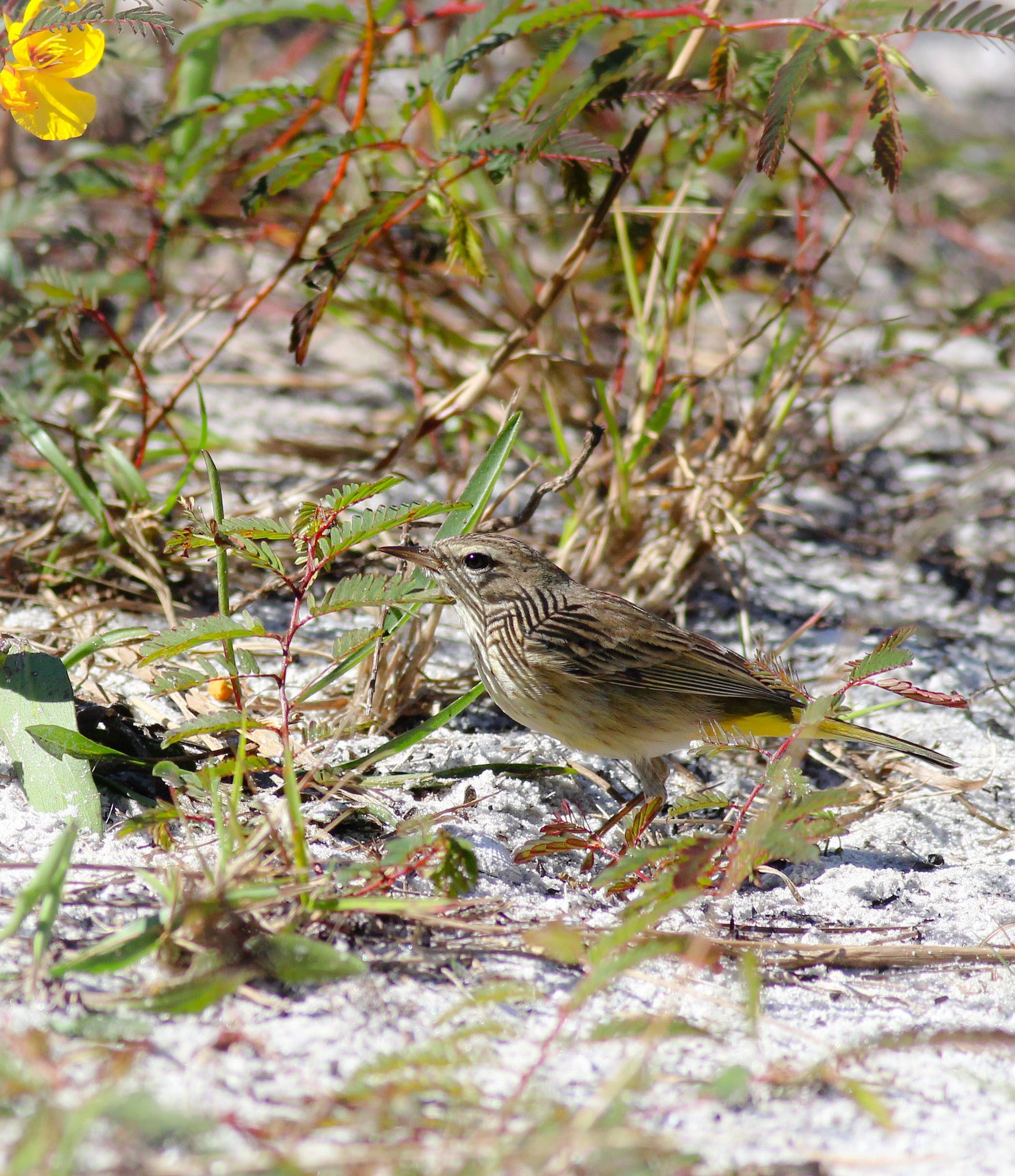 Canon EOS 600D (Rebel EOS T3i / EOS Kiss X5) sample photo. Yellow- rumped warbler photography