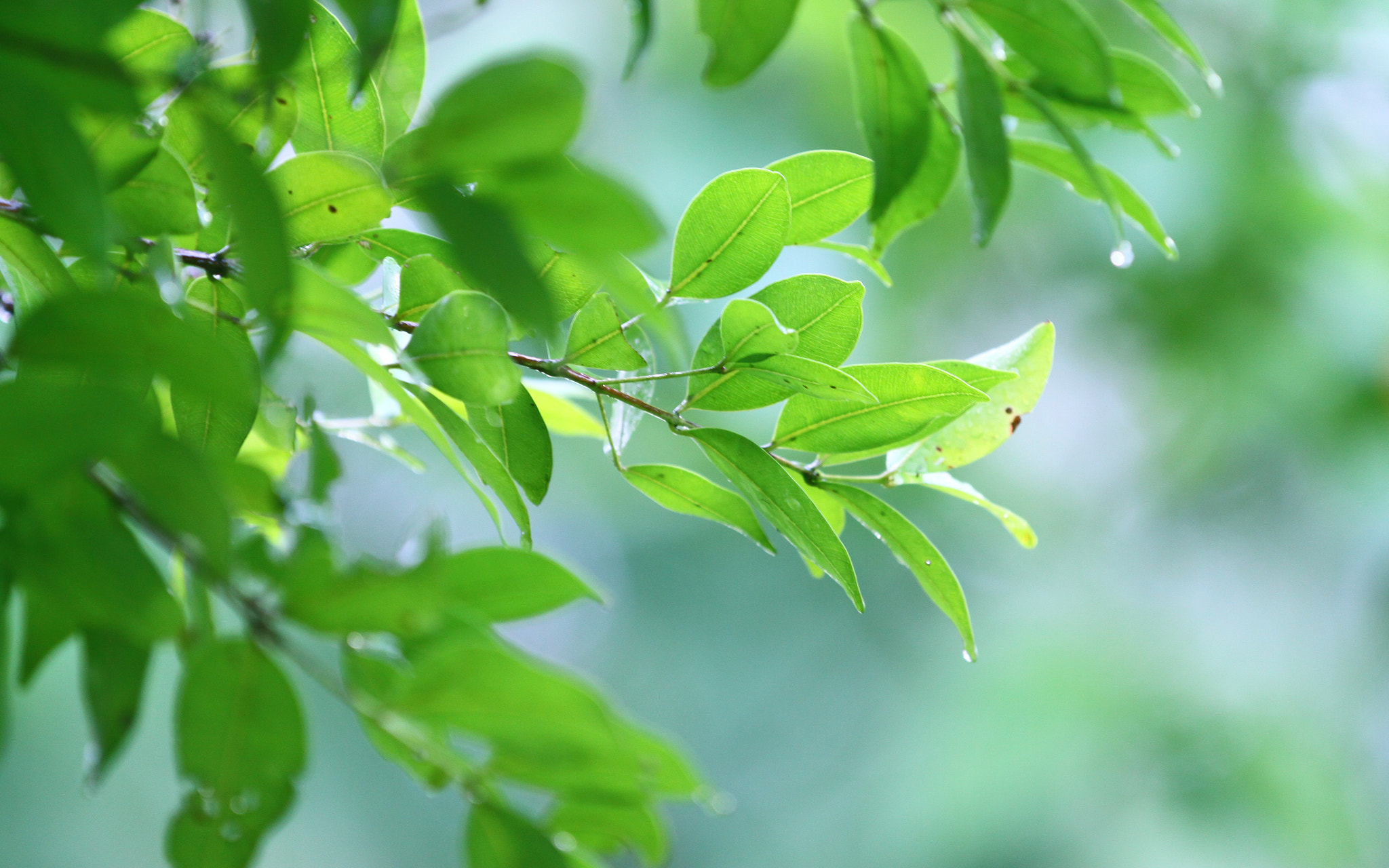 Canon EOS 50D sample photo. After the rain photography