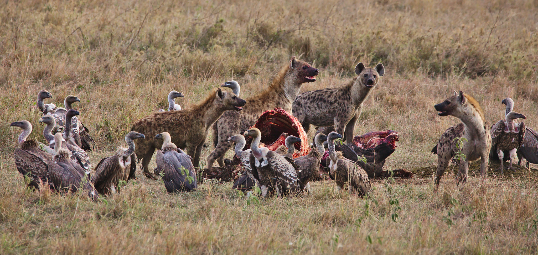 Sigma 150-600mm F5-6.3 DG OS HSM | C sample photo. Finishing the buffalo photography