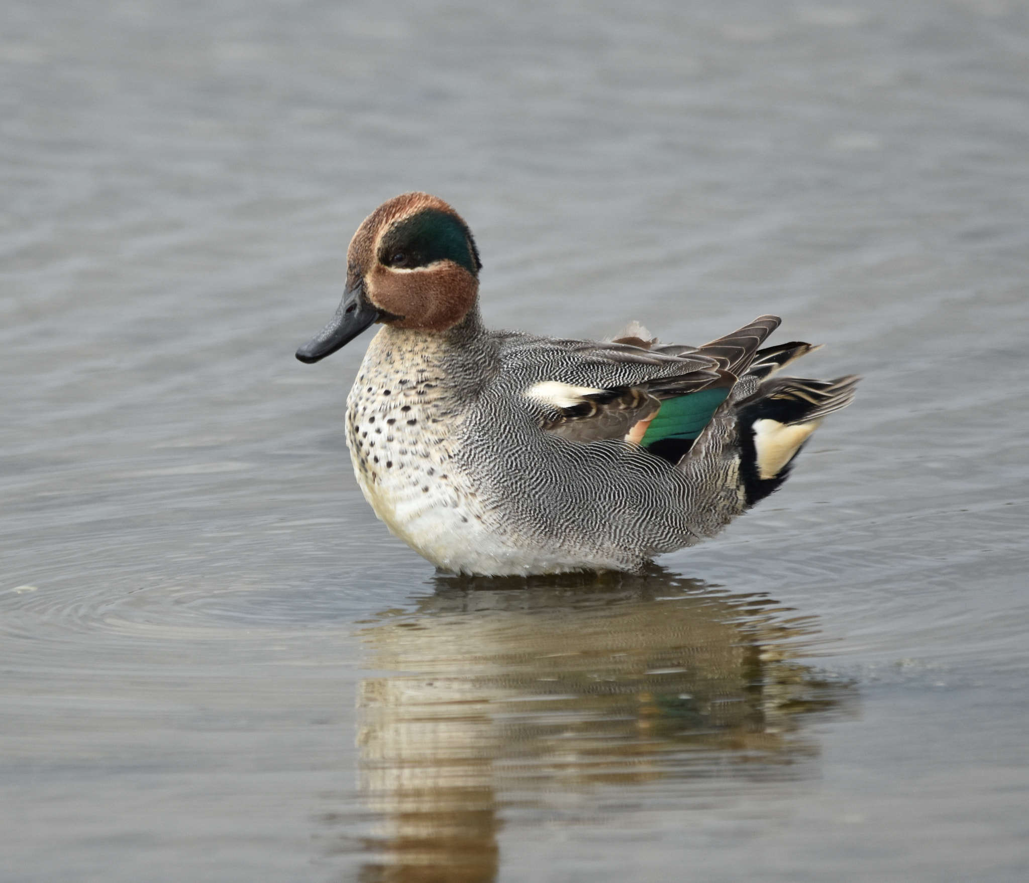 Sigma 150-500mm F5-6.3 DG OS HSM sample photo. Alzavola photography