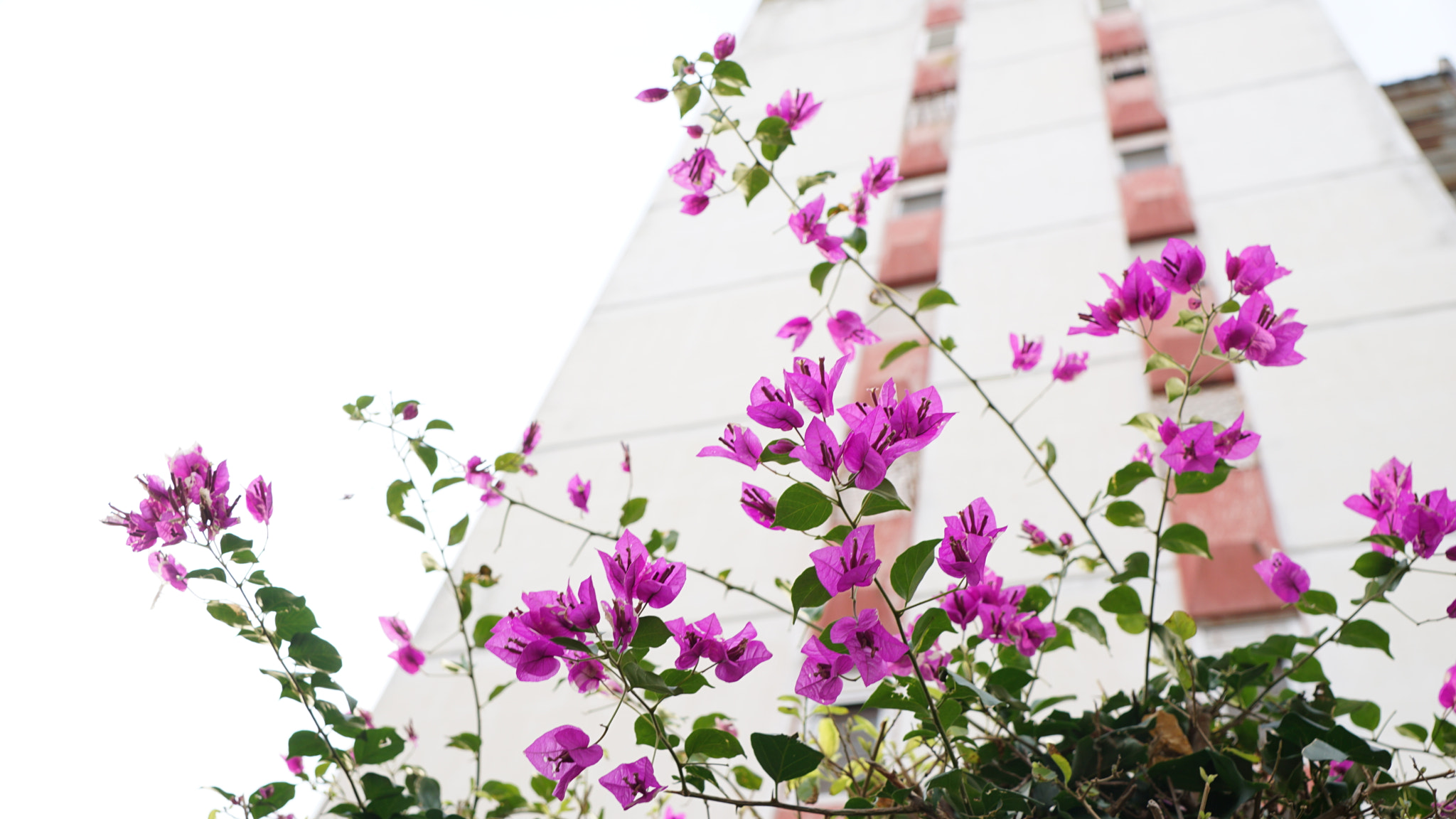 Sony DT 16-105mm F3.5-5.6 sample photo. *** photography
