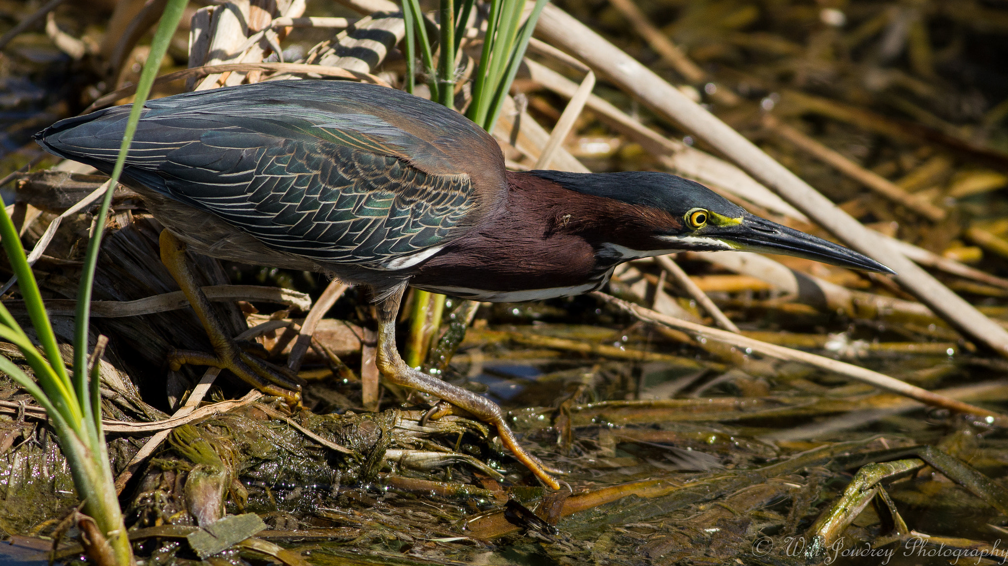 Canon EOS 550D (EOS Rebel T2i / EOS Kiss X4) + Canon EF 400mm F5.6L USM sample photo. Green heron photography