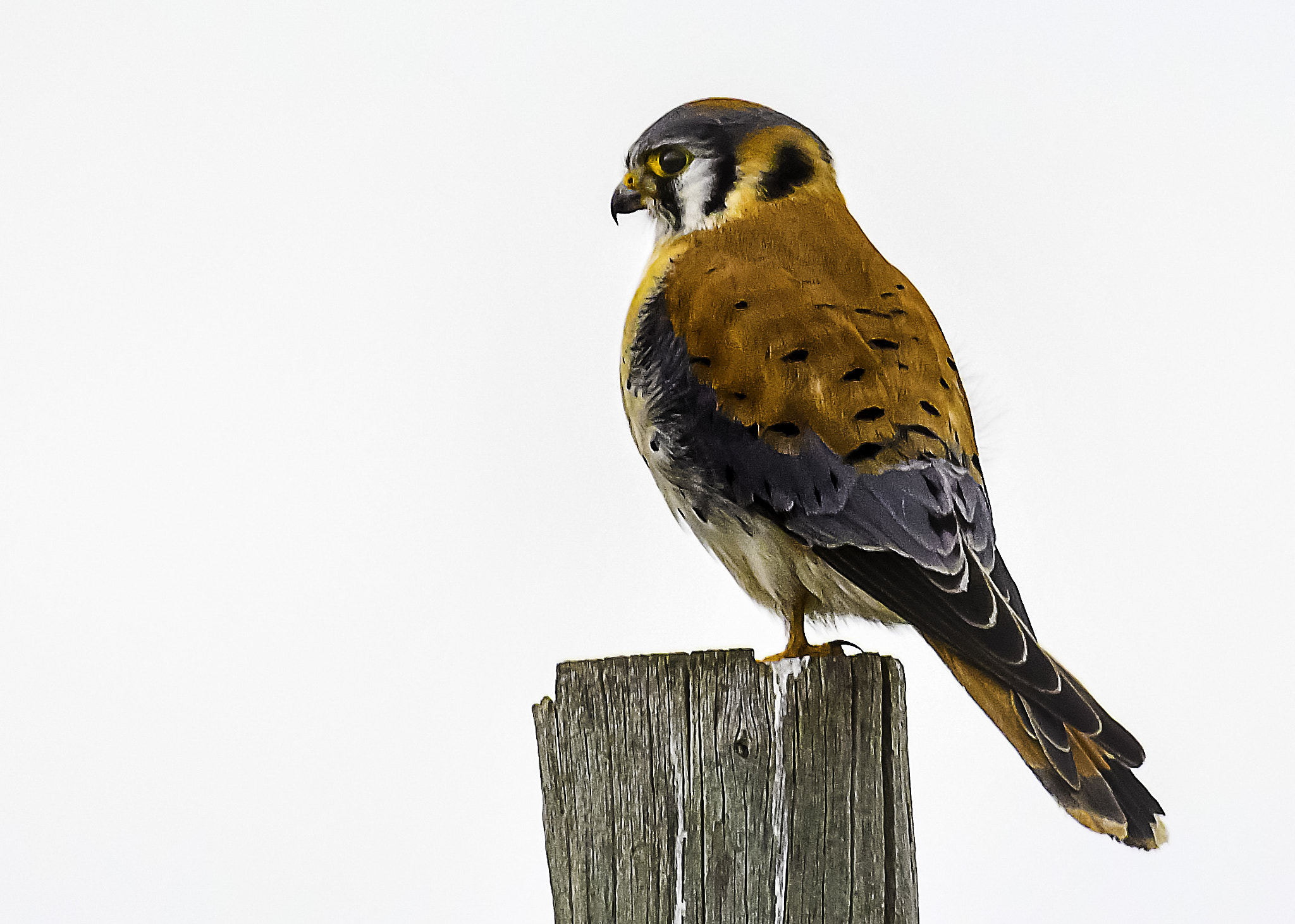 Nikon D500 sample photo. American kestrel photography