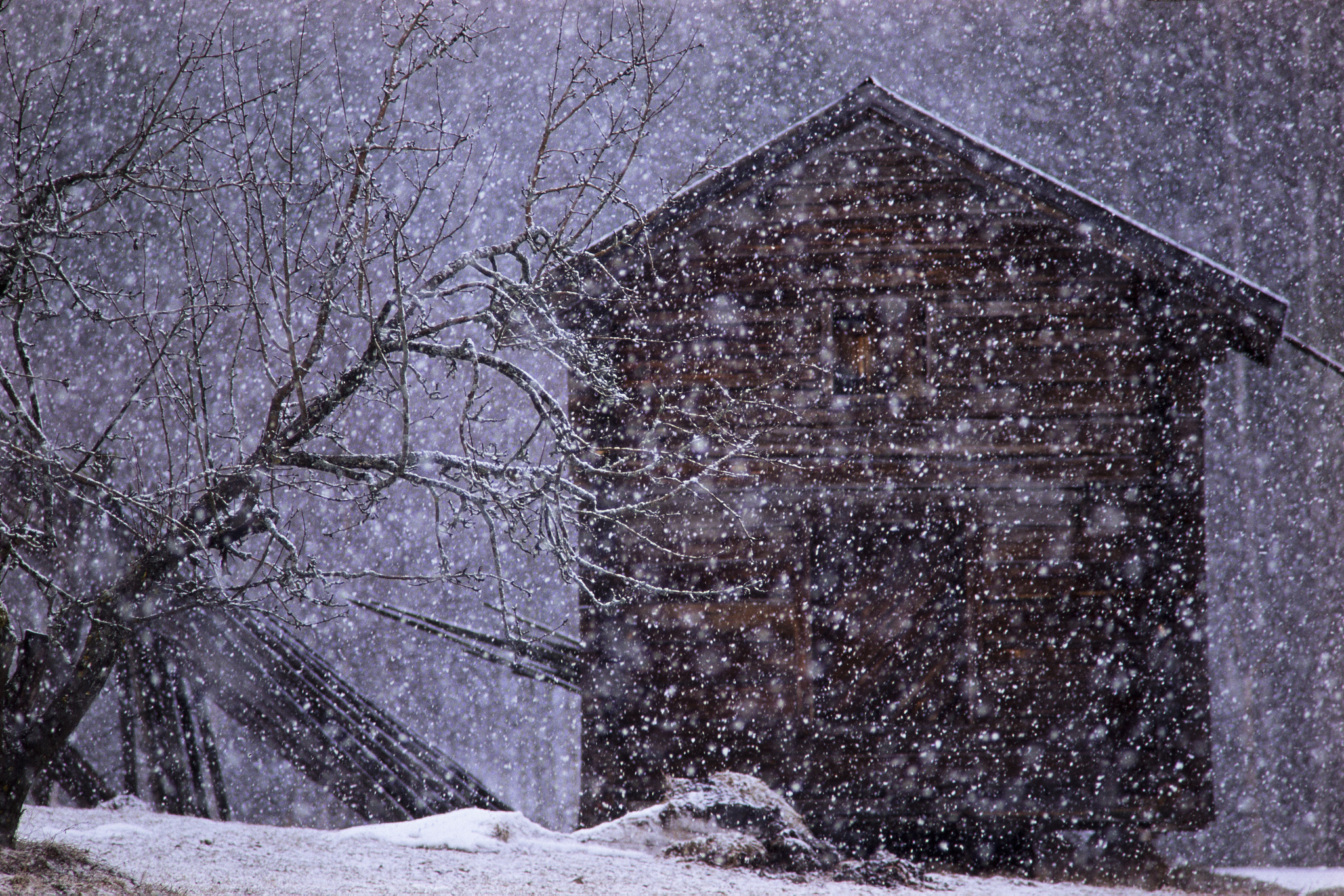 Sigma 150mm F2.8 EX DG Macro HSM sample photo. Snowfall photography