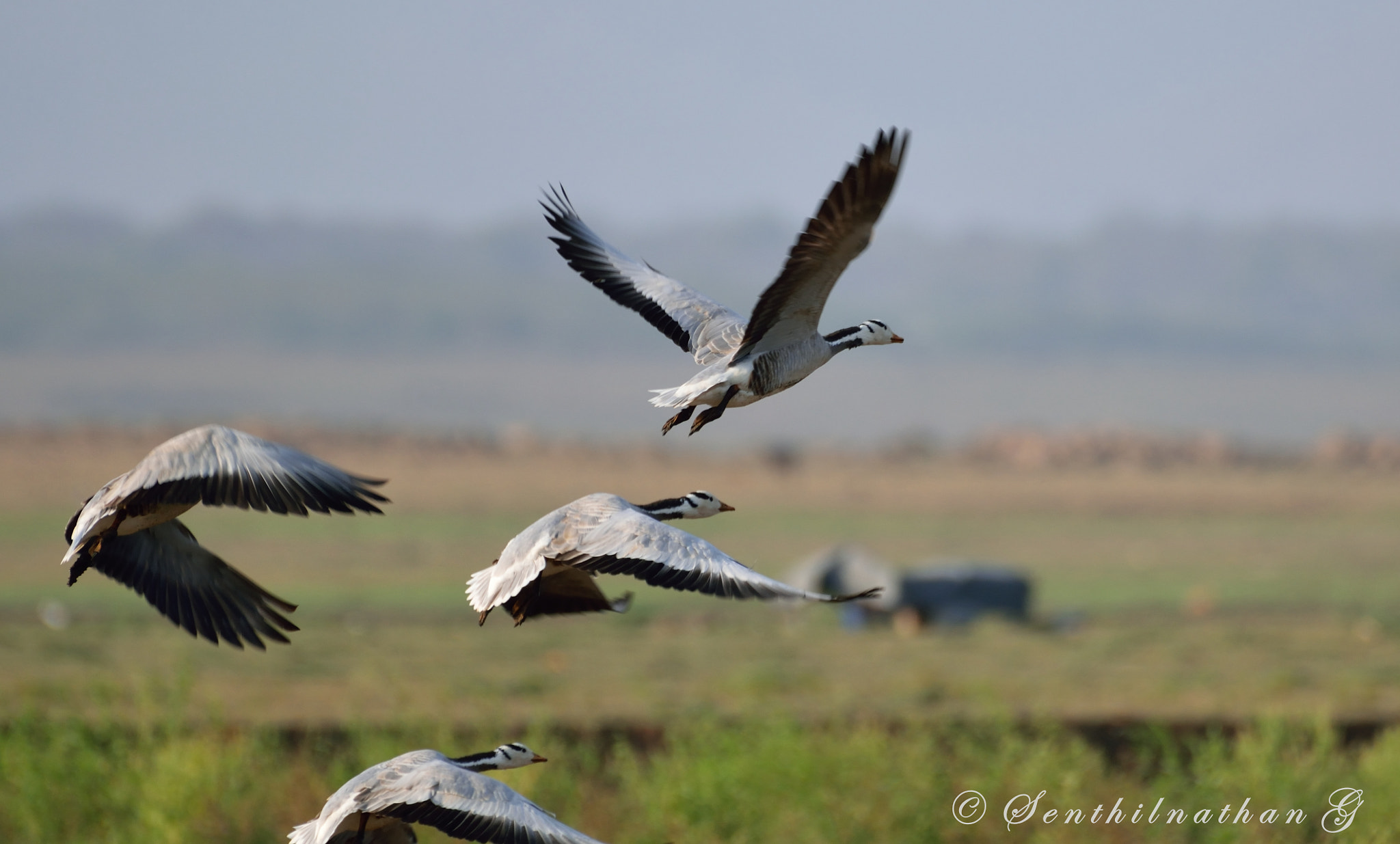 Nikon AF-S Nikkor 200-500mm F5.6E ED VR sample photo. Bar headed goose photography
