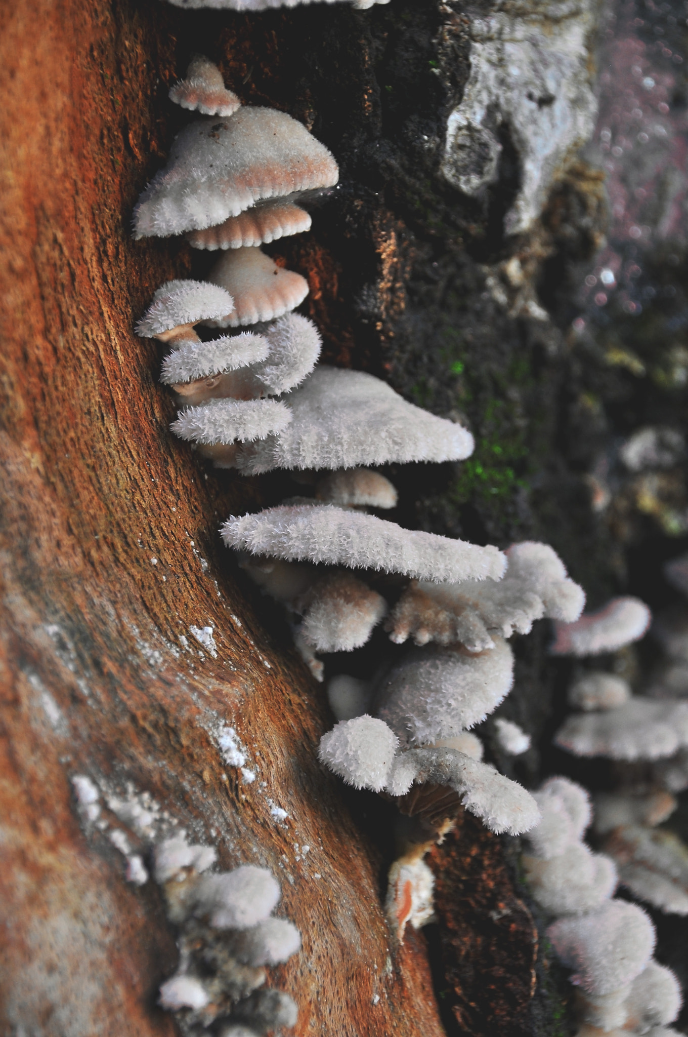 Sigma 18-250mm F3.5-6.3 DC Macro OS HSM sample photo. Little details #1 photography