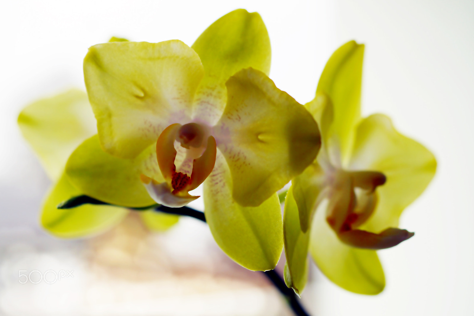 Sony SLT-A58 + Sony DT 30mm F2.8 Macro SAM sample photo. *** soft *** photography