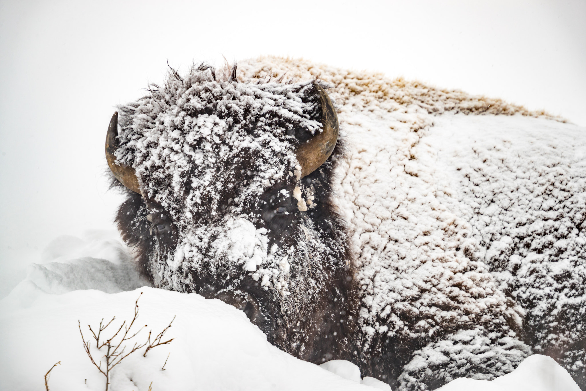 Canon EF 500mm F4L IS II USM sample photo. Winter struggle photography