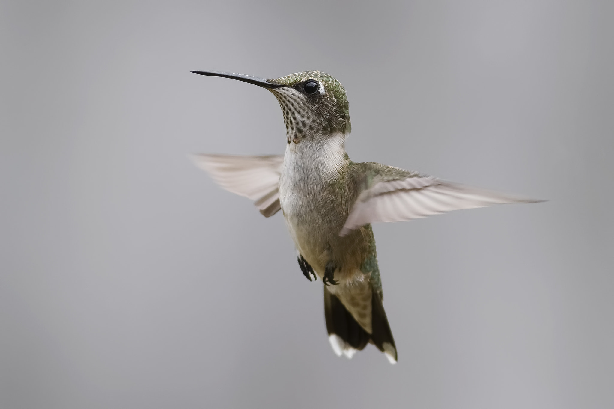 AF Zoom-Nikkor 75-240mm f/4.5-5.6D sample photo. Flying with flair photography