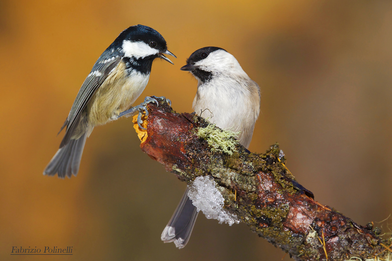 Canon EF 500mm F4L IS II USM sample photo. Le due cince, mora e bigia photography