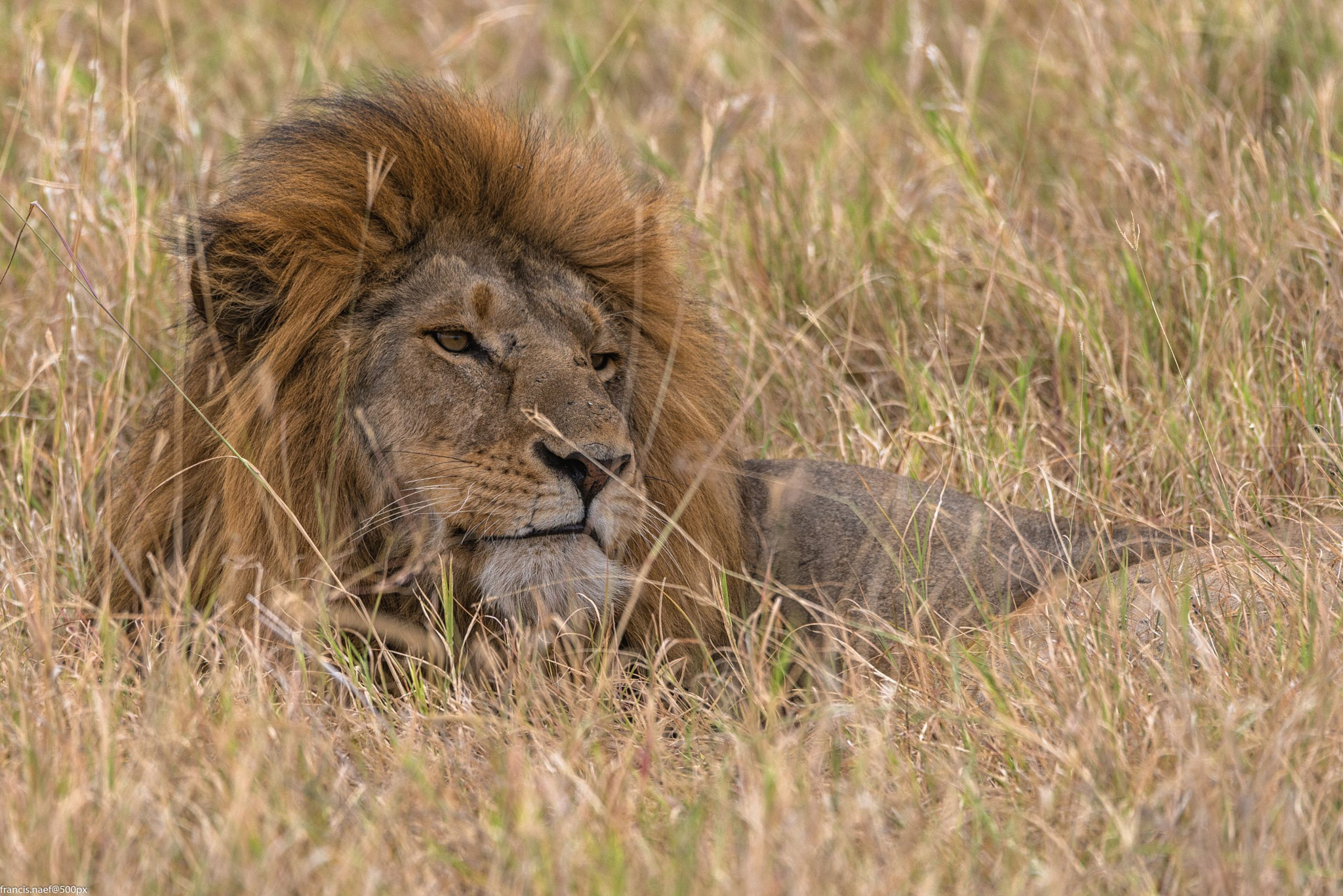 Nikon D800 sample photo. Tanzanian lion photography