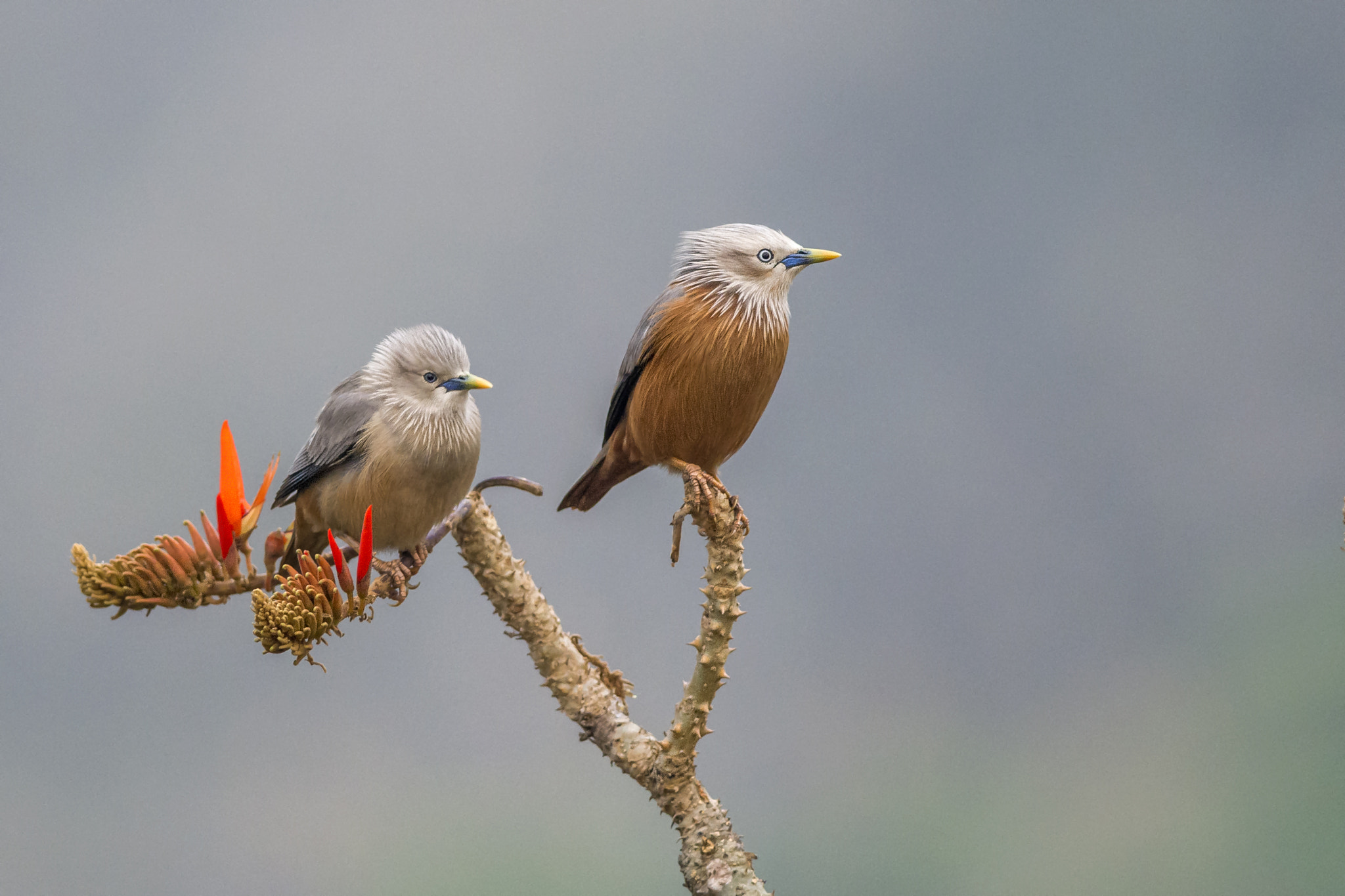 Nikon D7200 + Nikon AF-S Nikkor 300mm F4D ED-IF sample photo. Resting time photography