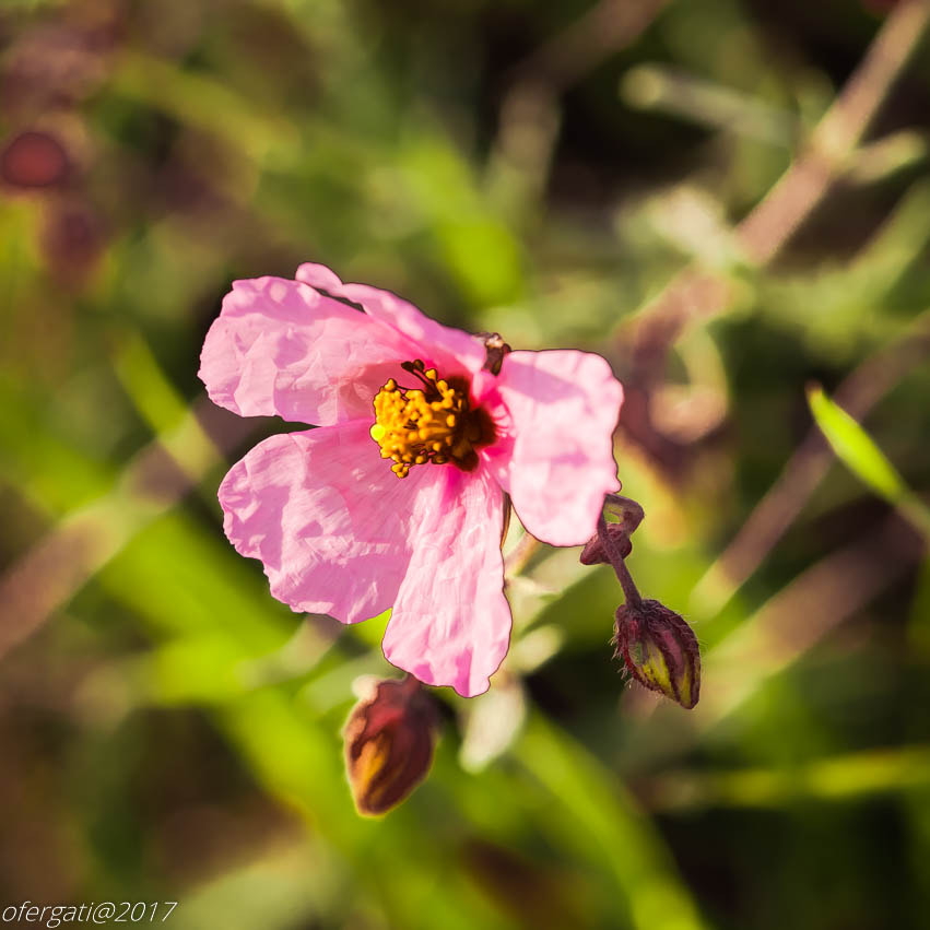 Nikon D600 + Nikon AF Micro-Nikkor 200mm F4D ED-IF sample photo. Aicea setosa photography