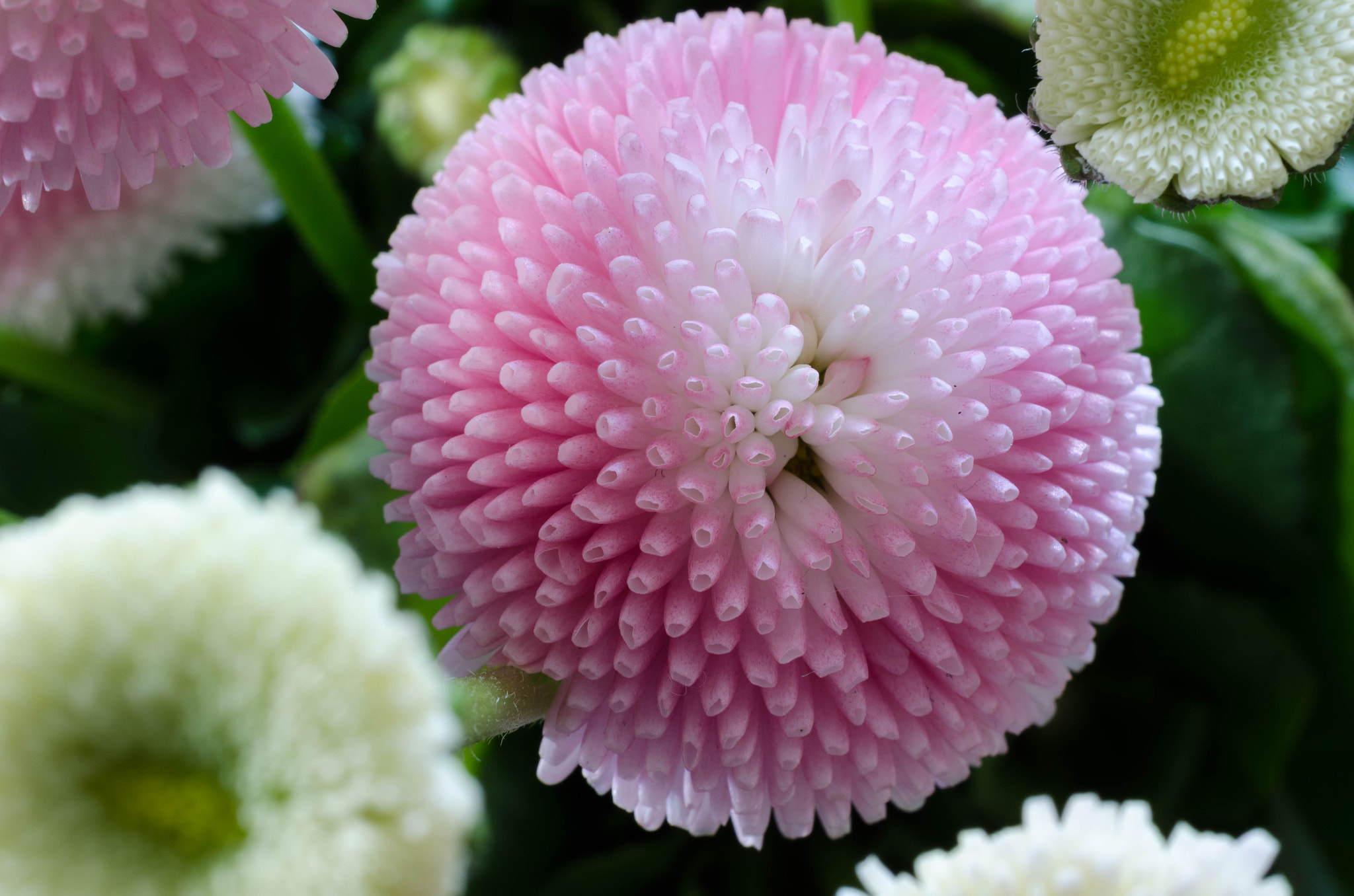 Nikon AF-S DX Micro Nikkor 40mm F2.8 sample photo. Bellis photography