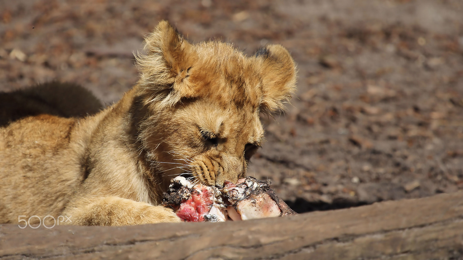 Canon EOS 60D + Canon EF 100-400mm F4.5-5.6L IS USM sample photo. Snacktime photography