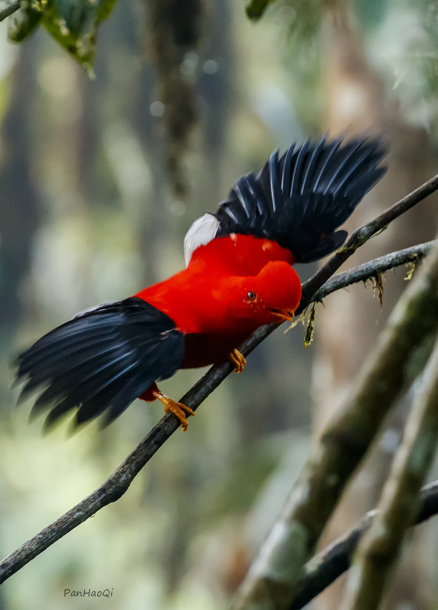 Canon EF 200-400mm F4L IS USM Extender 1.4x sample photo. Cock of the rock photography