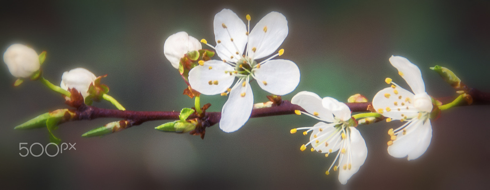 Pentax K-5 + Tamron AF 18-200mm F3.5-6.3 XR Di II LD Aspherical (IF) Macro sample photo. A sentimental longing photography