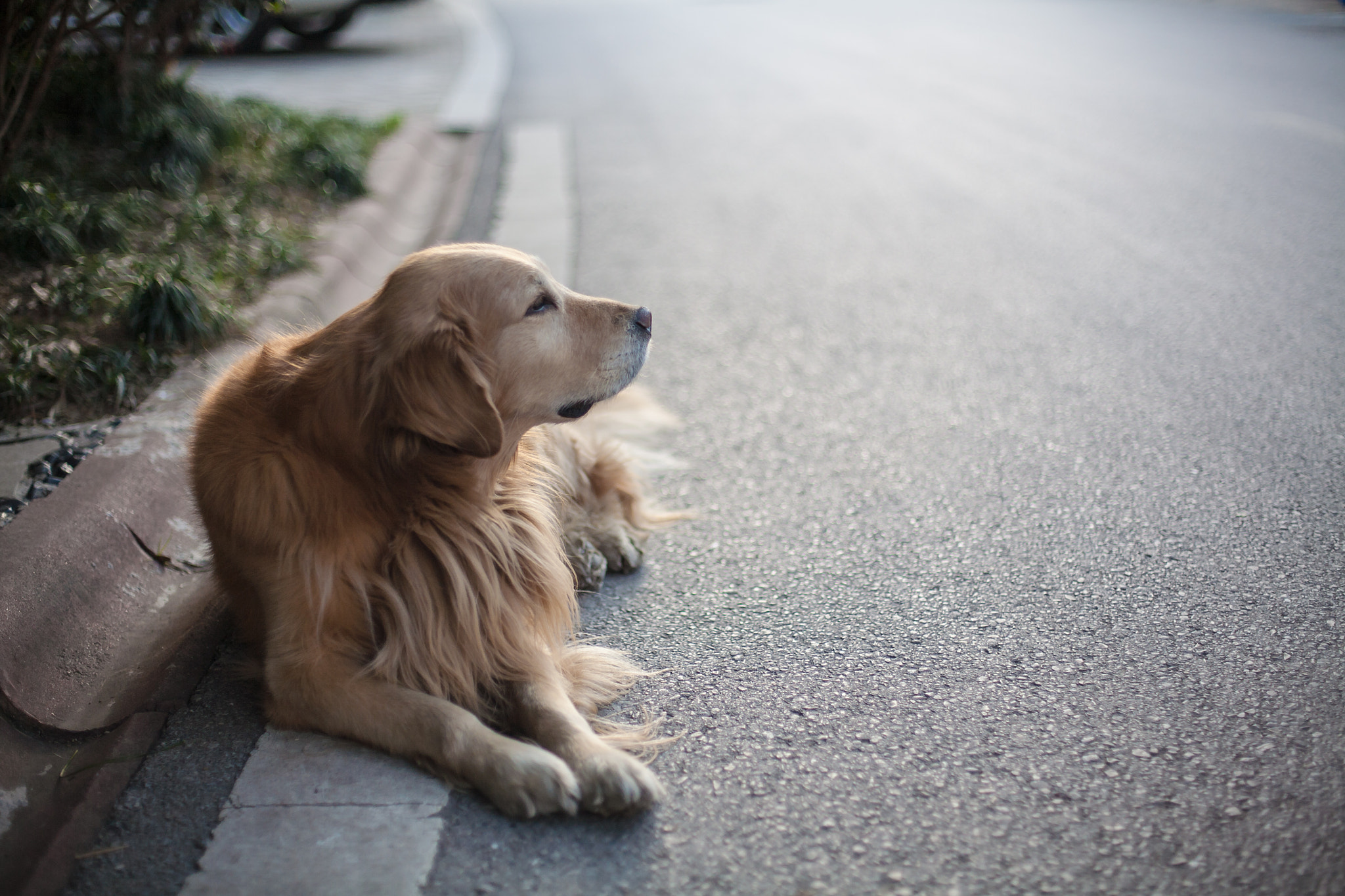 Canon EOS 5D + Canon EF 50mm F1.4 USM sample photo. Old dog photography