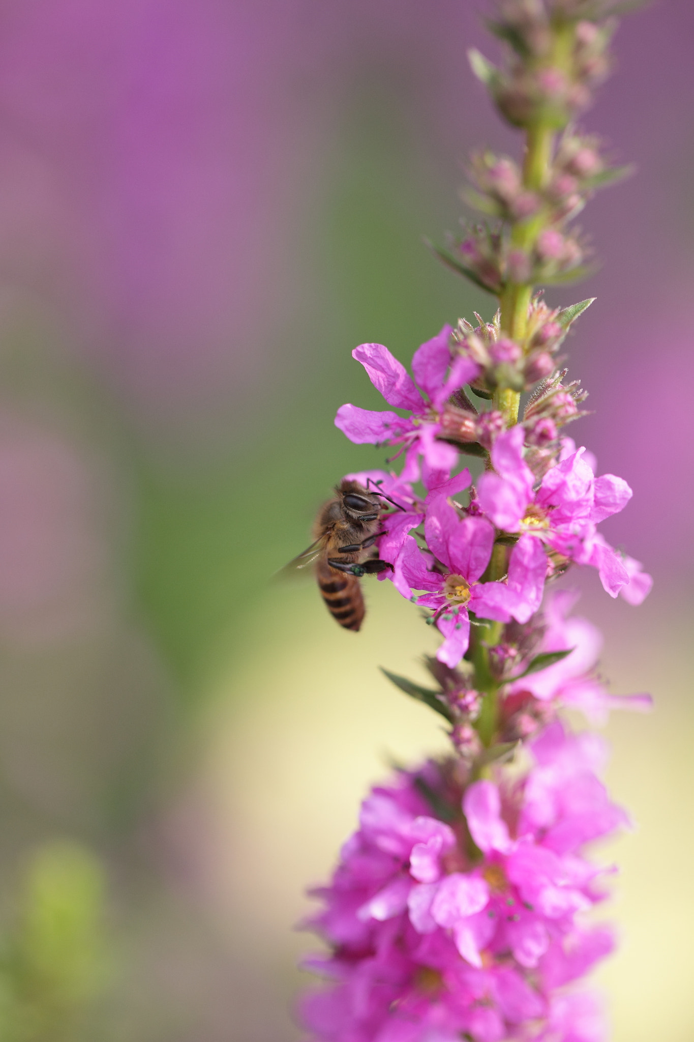 Canon EOS-1D Mark IV sample photo. In a garden photography