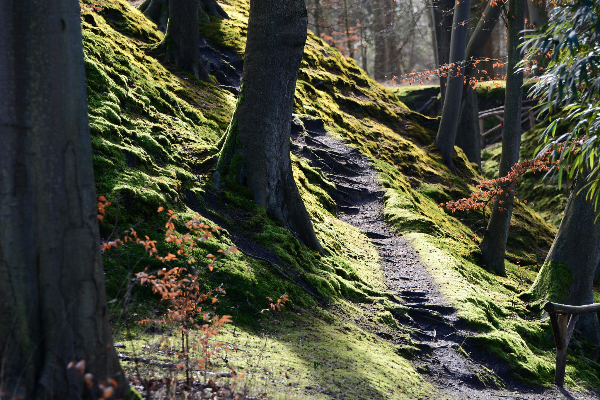 Tamron SP 70-200mm F2.8 Di VC USD sample photo. Path through the woods photography