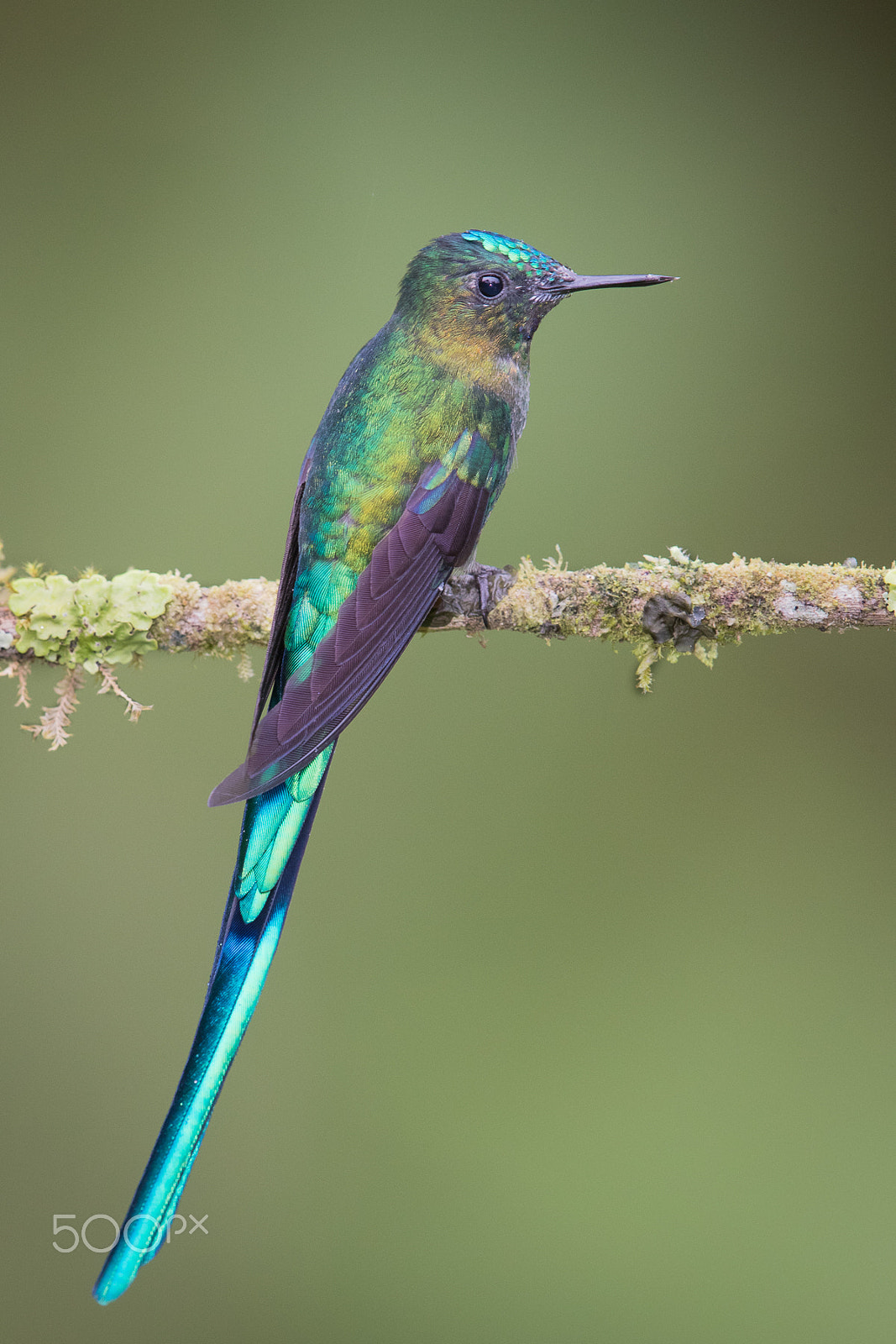 Canon EOS-1D X Mark II + Canon EF 600mm F4L IS II USM sample photo. Long-tailed sylph photography