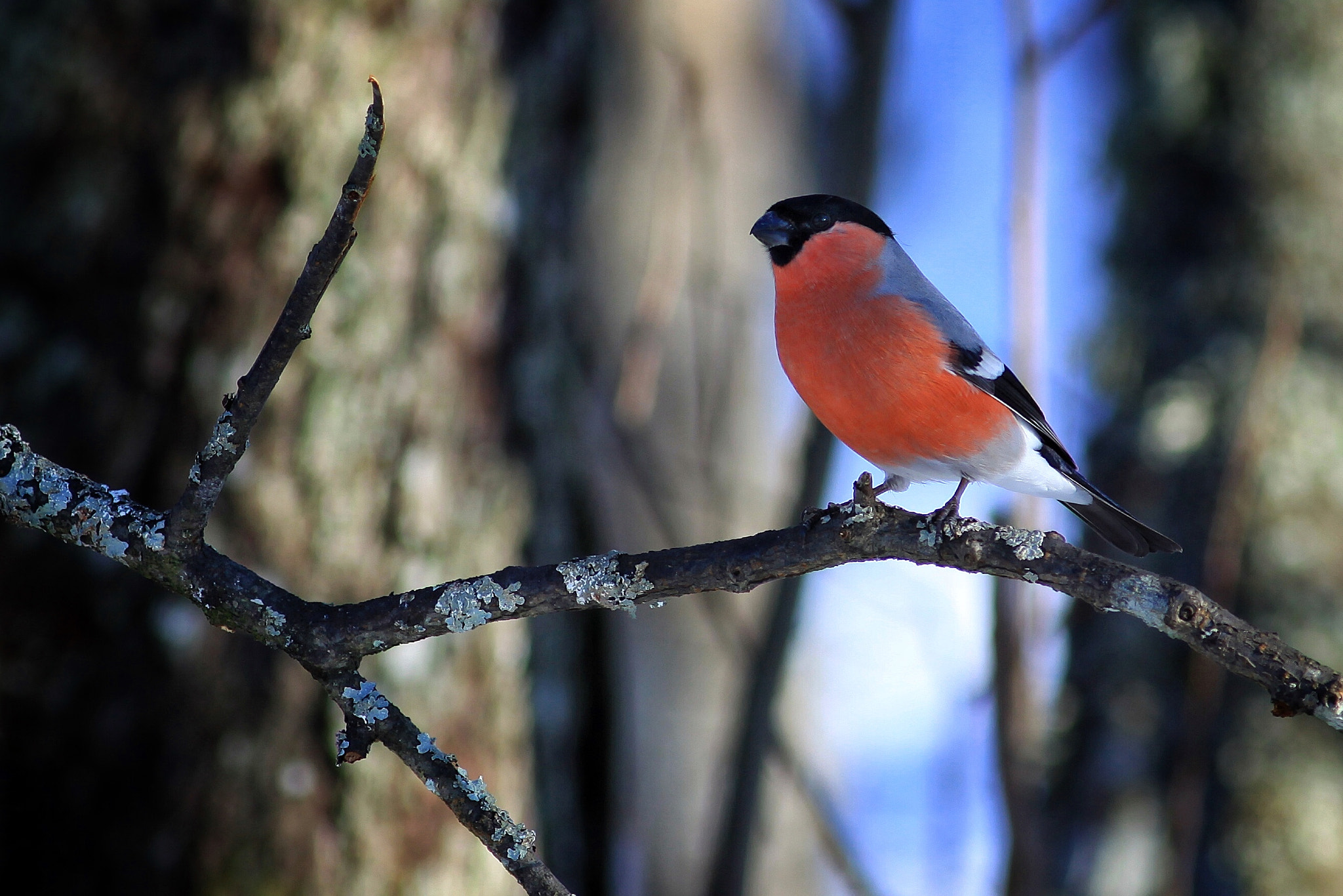 Canon EOS 50D + Canon EF 300mm F4L IS USM sample photo. Bullfinch photography