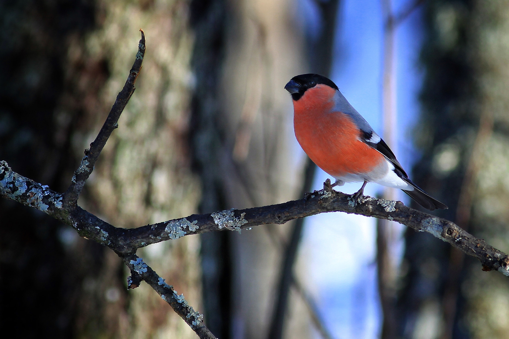 Canon EOS 50D sample photo. Bullfinch photography